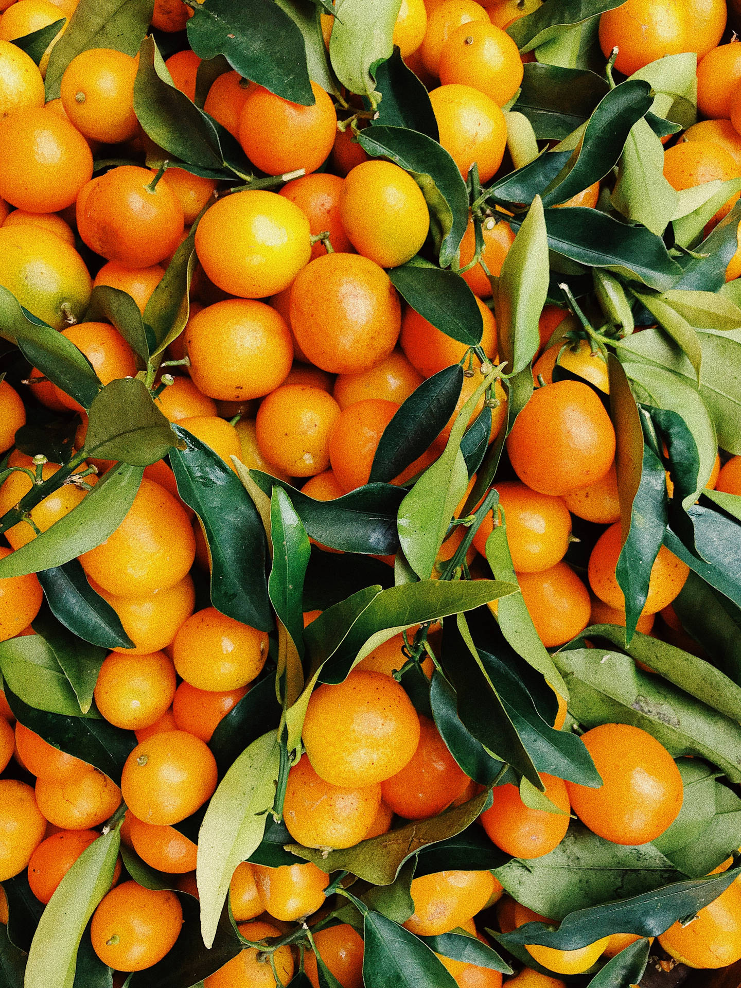 Vibrant Satsuma Mandarin Oranges Background