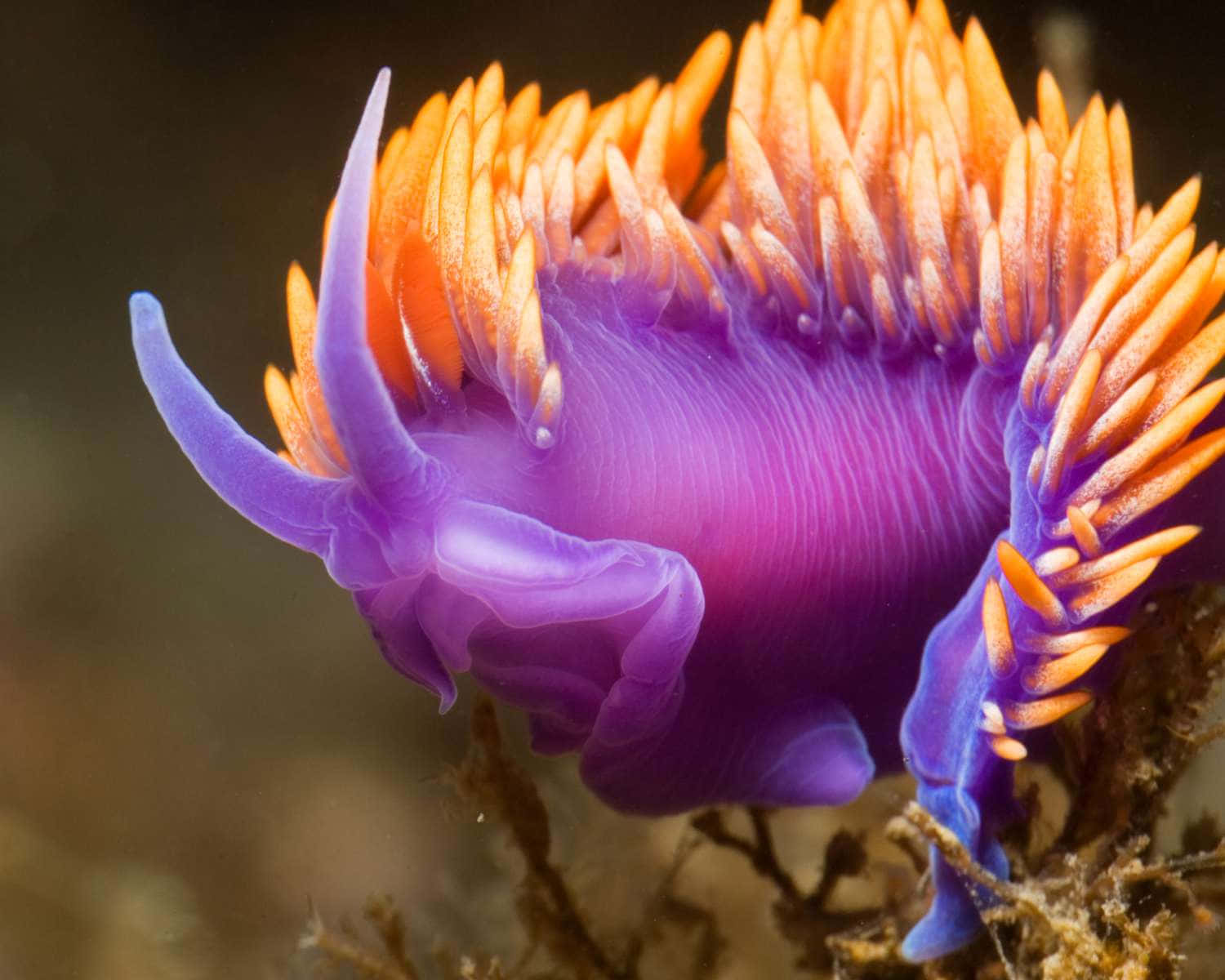 Vibrant_ Sea_ Slug_ Closeup Background