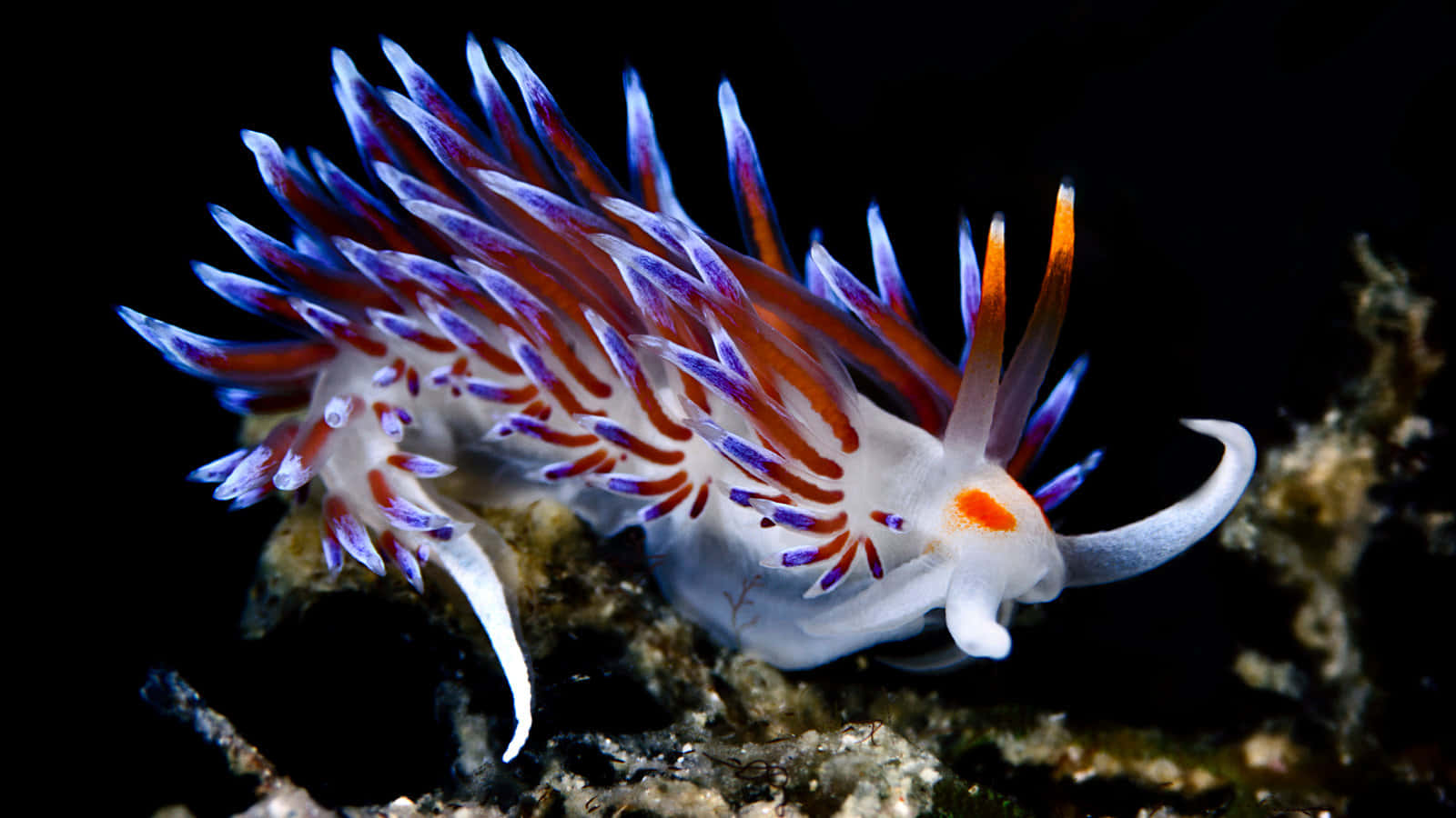 Vibrant Sea Slug On Coral Background