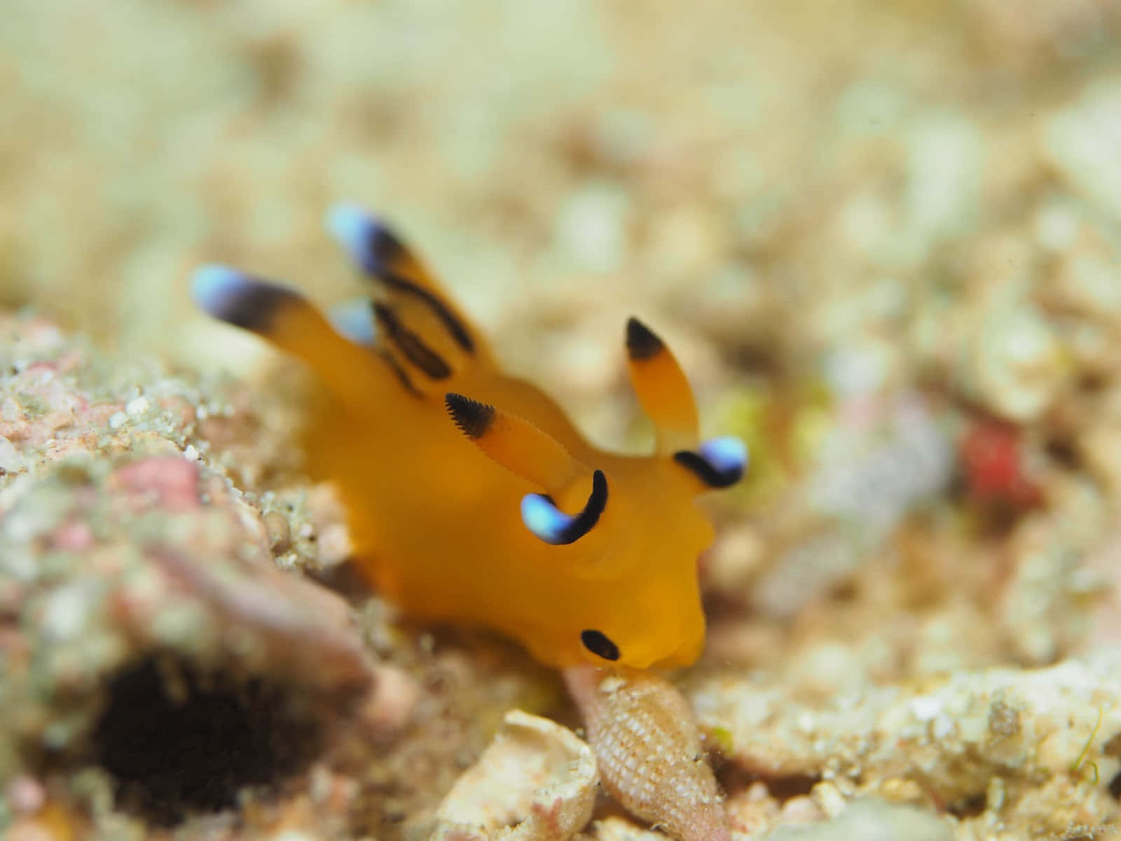 Vibrant Sea Slug On Coral Background