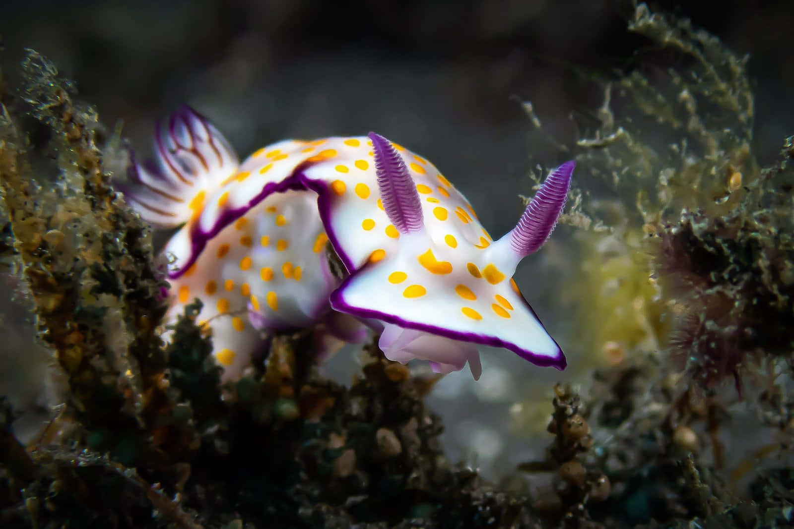 Vibrant Sea Slug Underwater