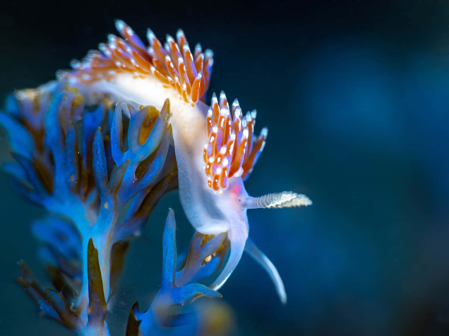 Vibrant Sea Slug Underwater Background