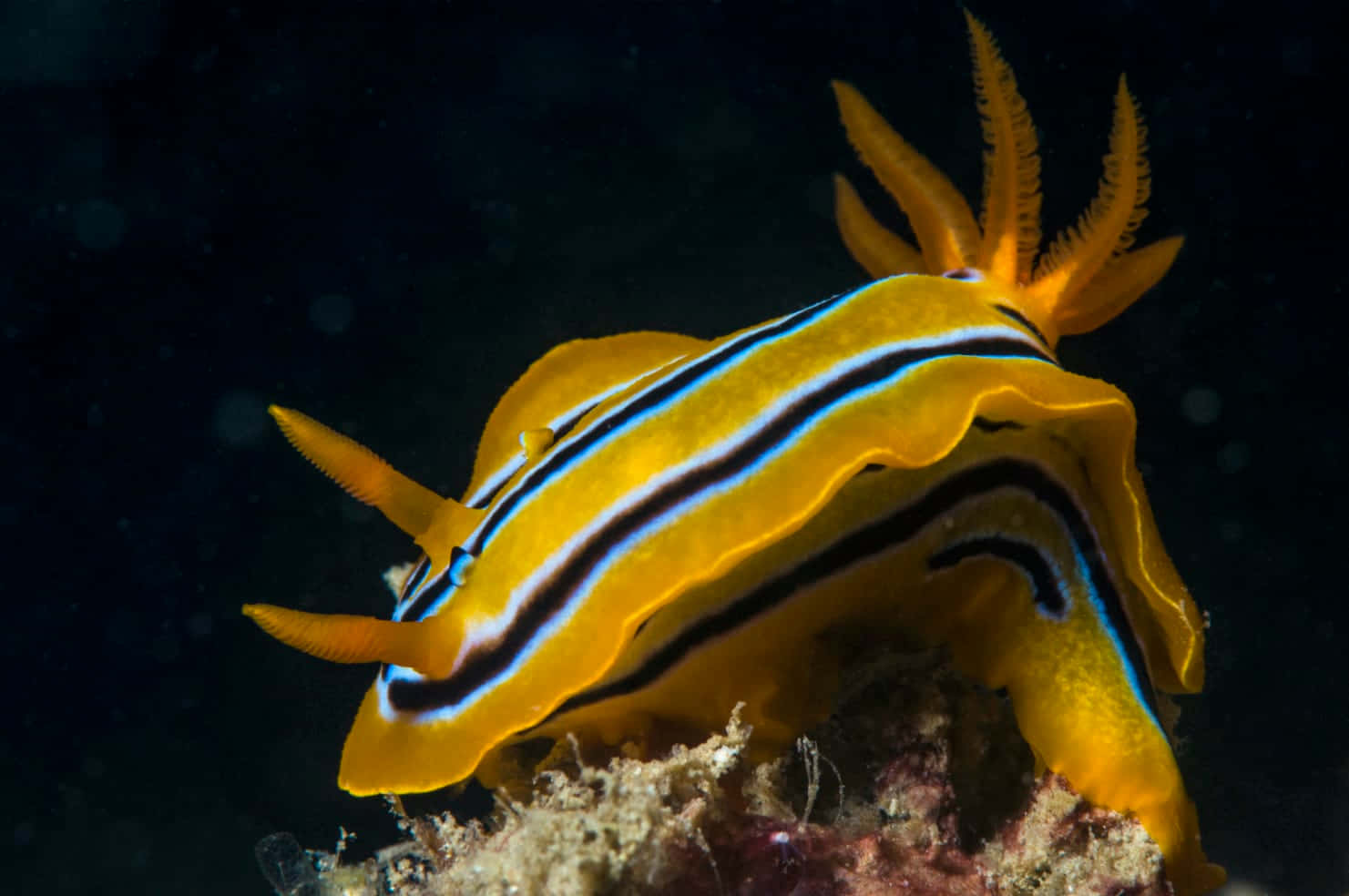 Vibrant Sea Slug Underwater Background