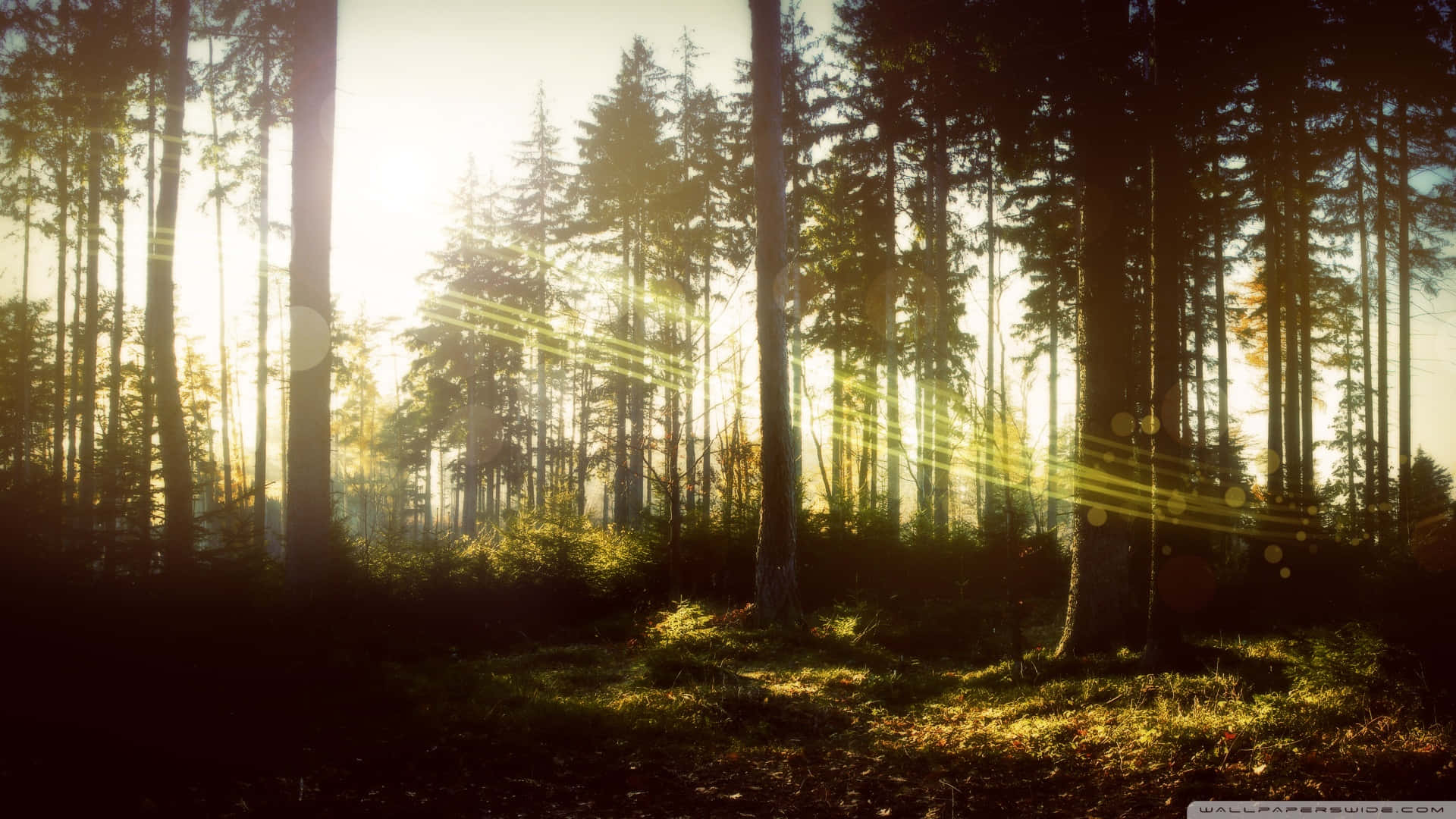 Vibrant Shades Of Green And Brown Background