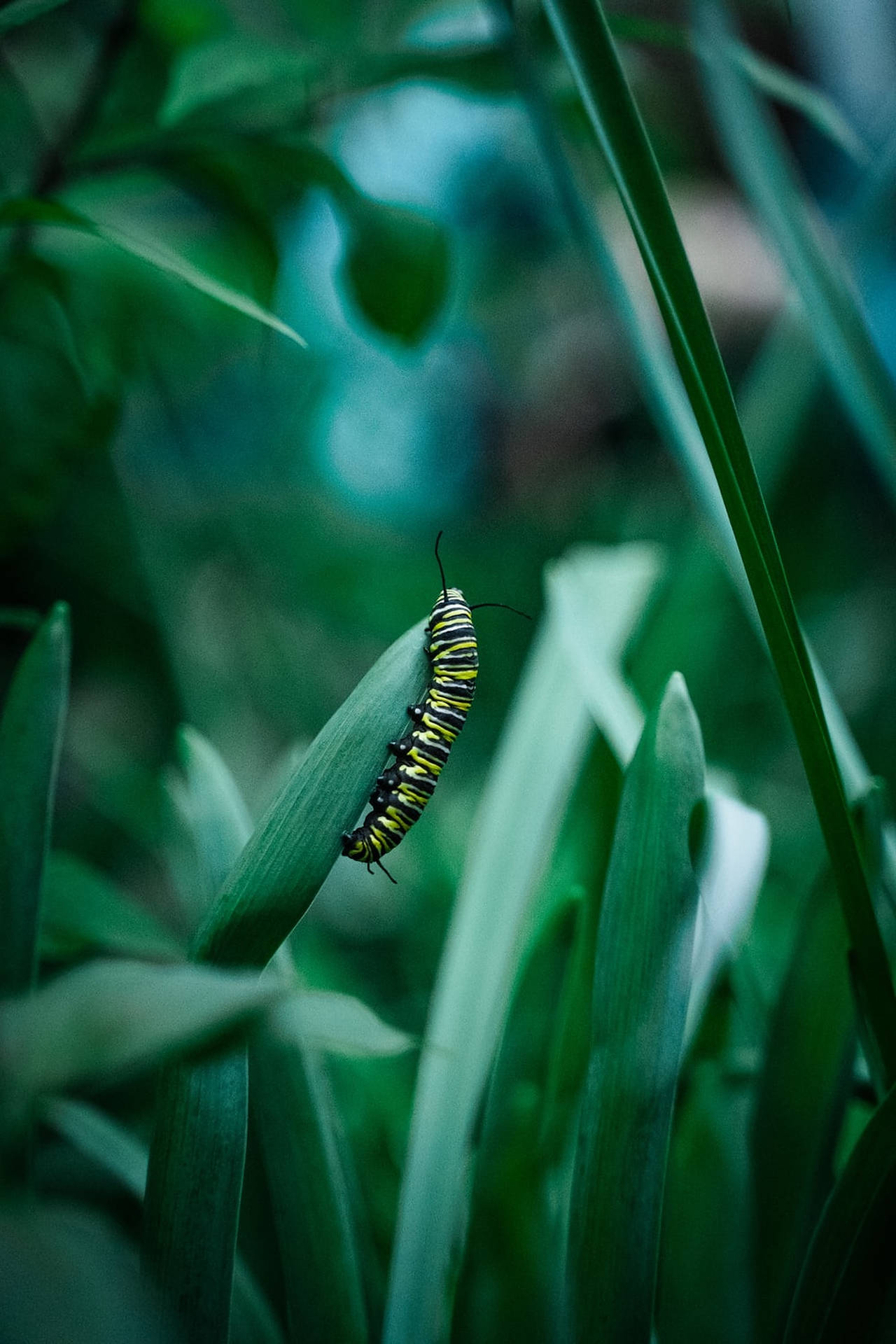 Vibrant Shallow Focus Of Caterpillar Insect Background