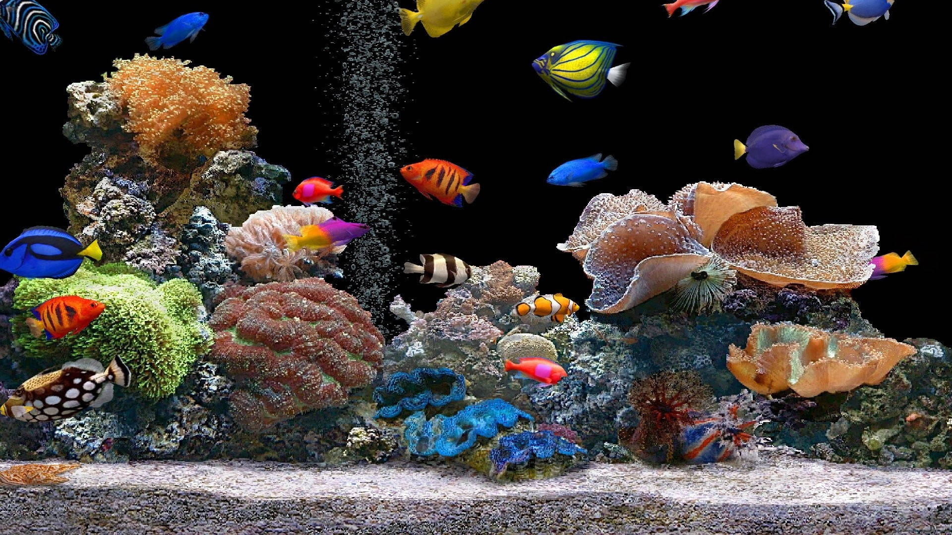 Vibrant Spectrum Of Tropical Fish Background