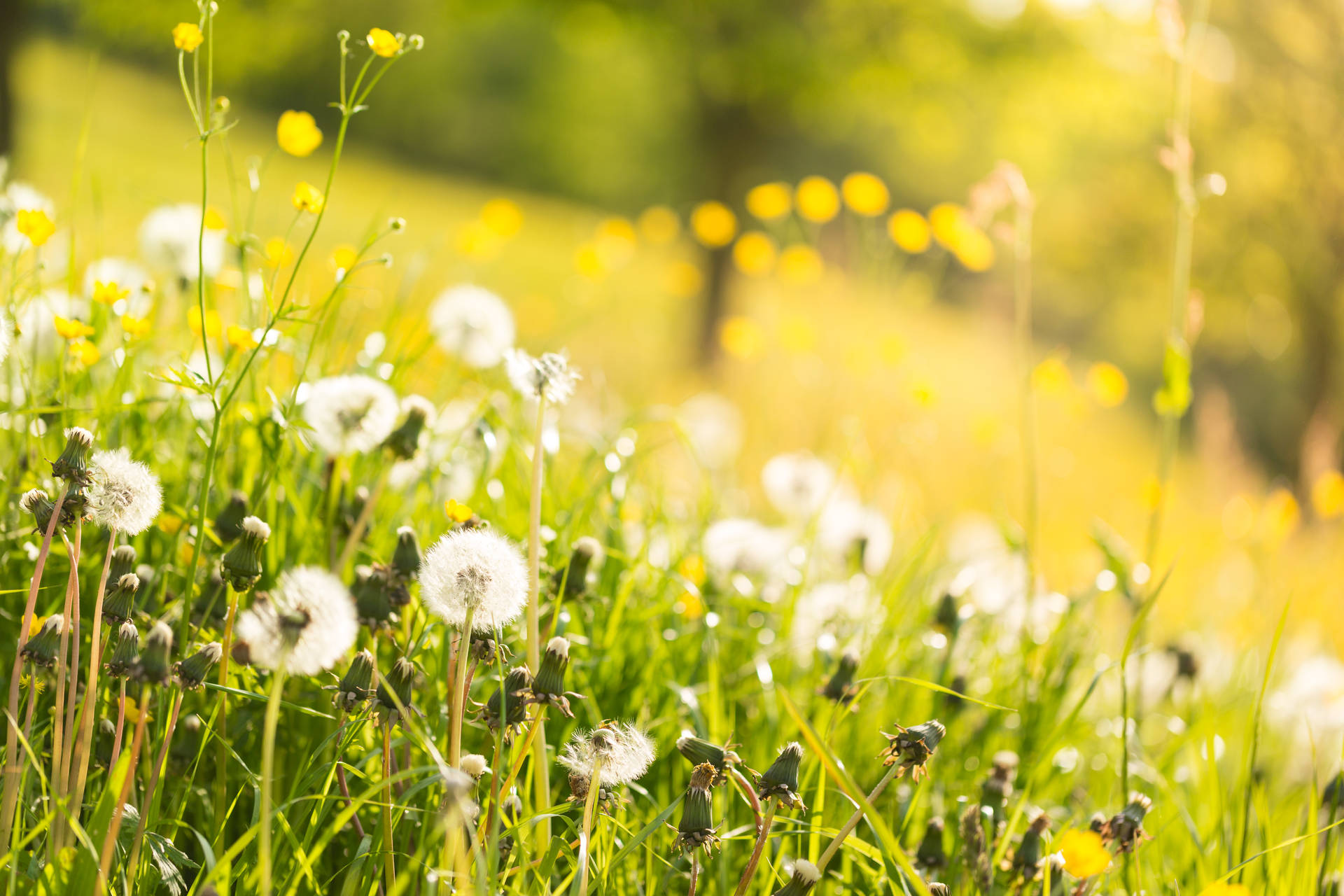 Vibrant Spring Meadow Blooming Background