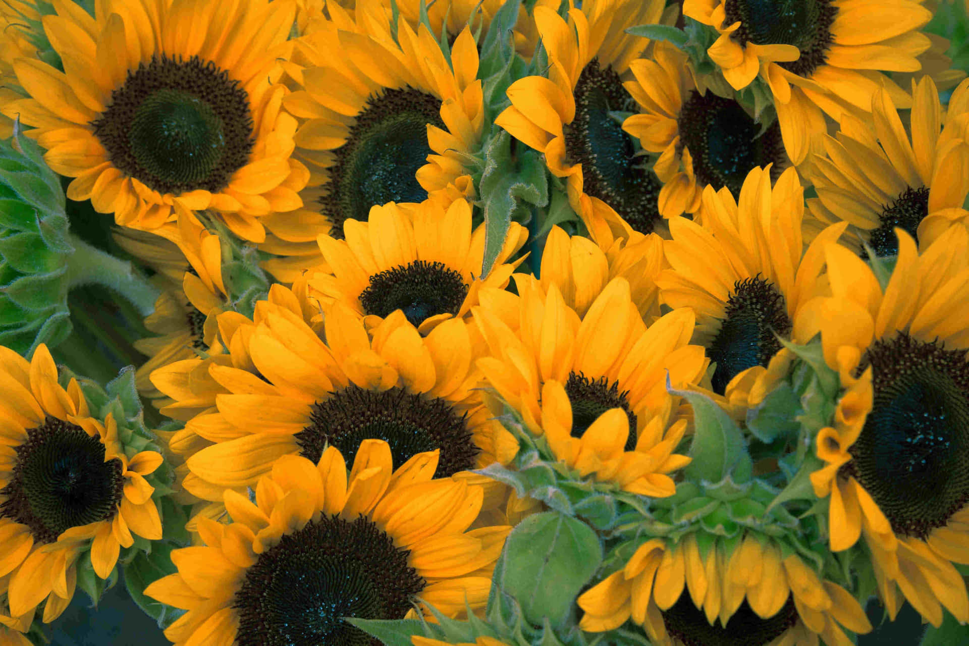 Vibrant_ Sunflower_ Bloom_ Closeup.jpg Background