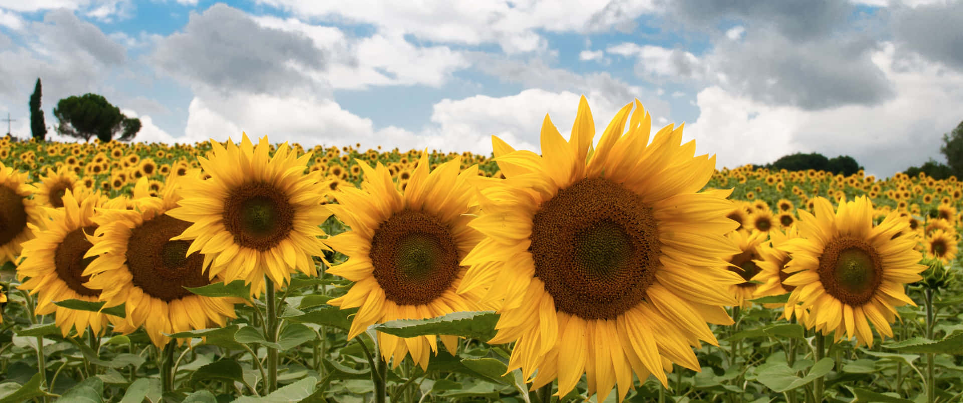 Vibrant_ Sunflower_ Field_ Panorama