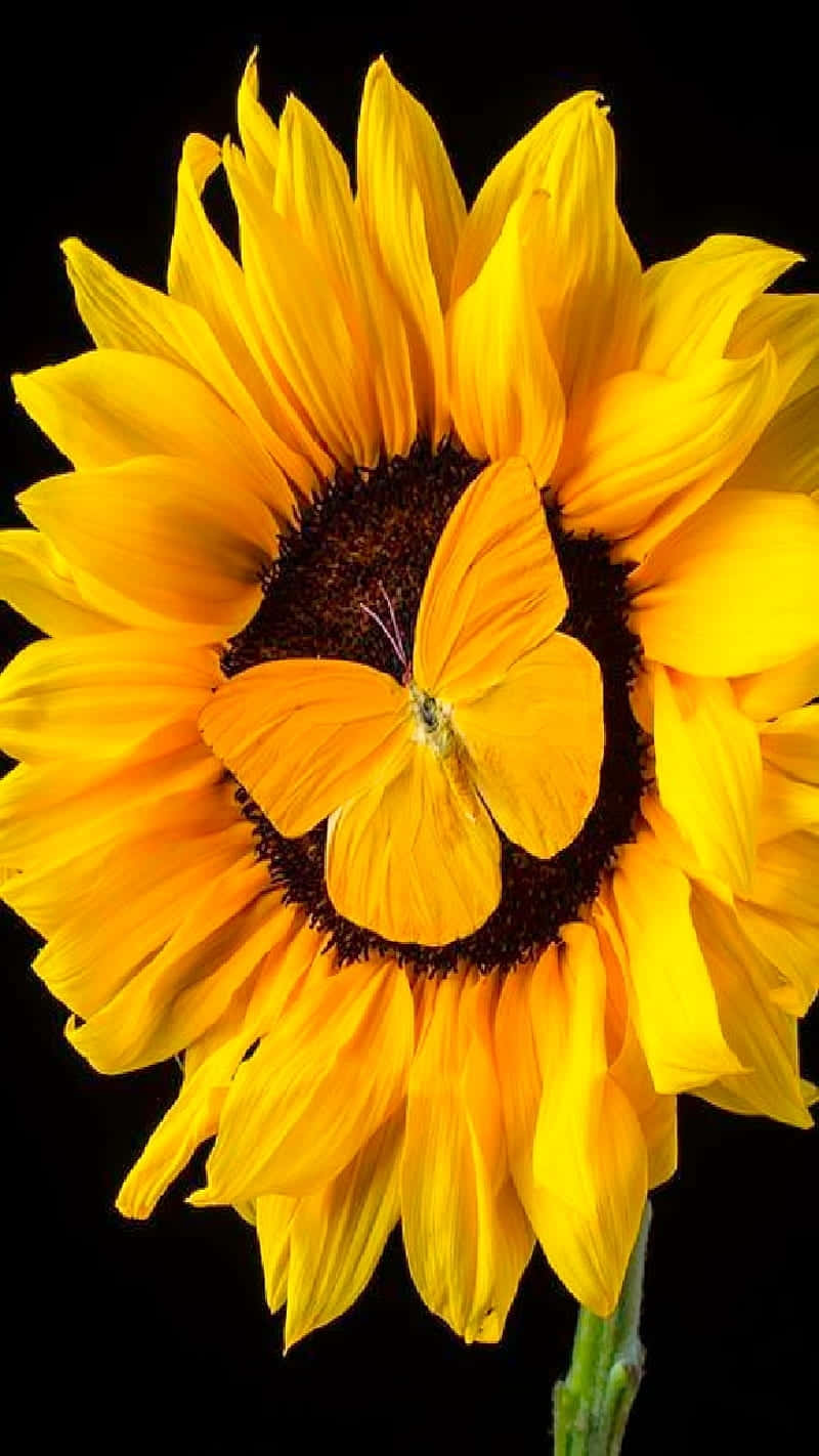 Vibrant_ Sunflower_with_ Butterfly.jpg Background