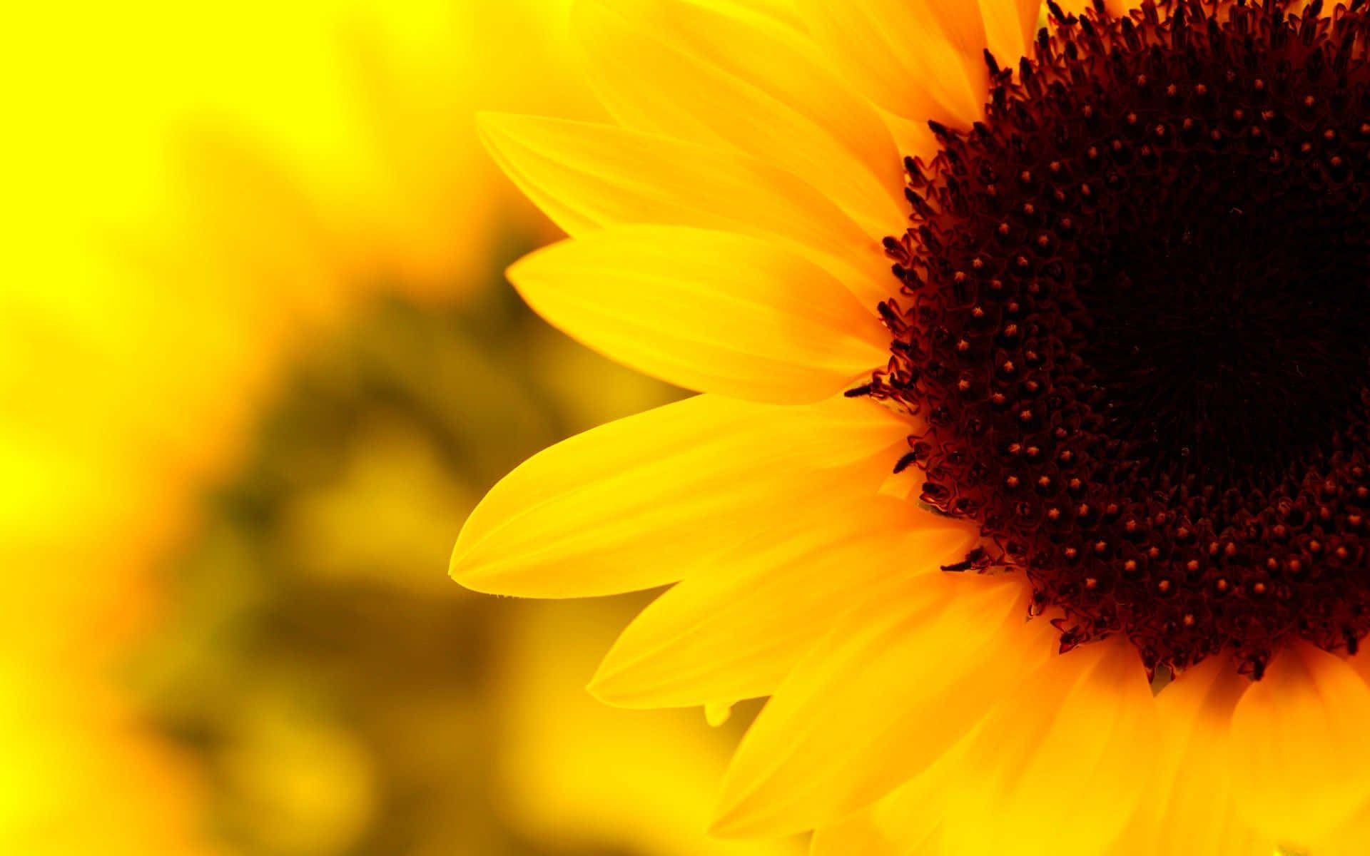 Vibrant Sunflower Yellow Tumblr Aesthetic Background