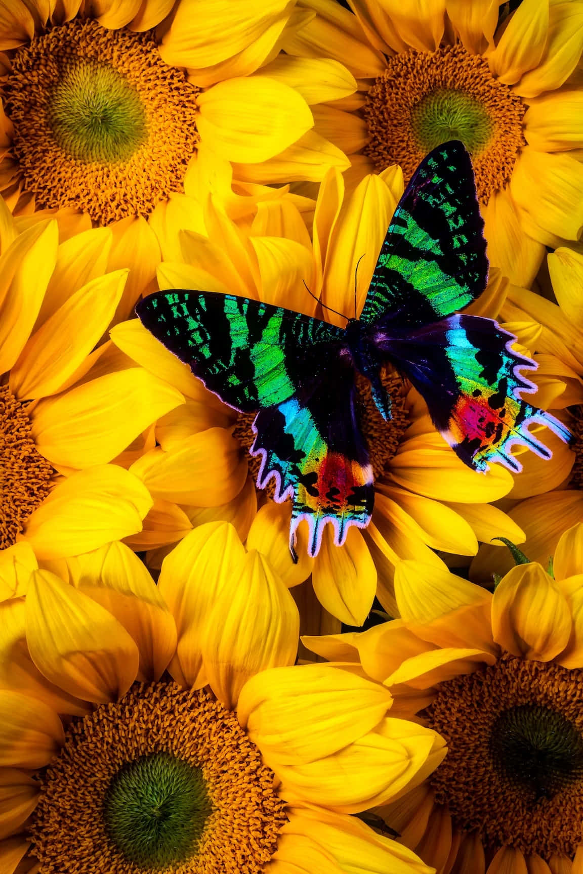 Vibrant_ Sunflowers_with_ Colorful_ Butterfly.jpg Background