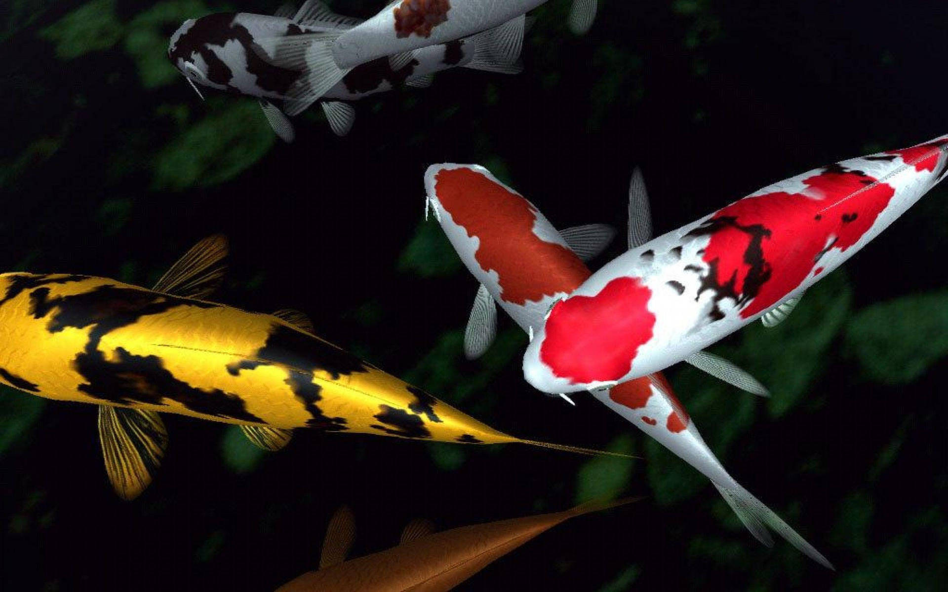 Vibrant Symphony Of Koi Fish