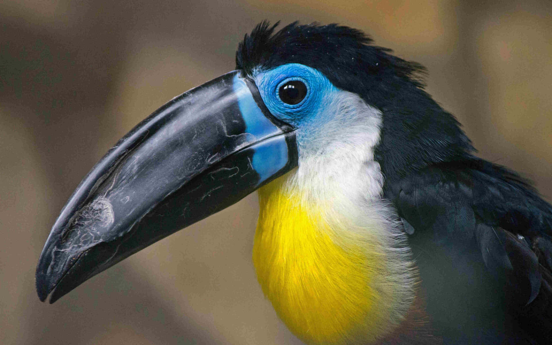 Vibrant Toucan Close Up Background