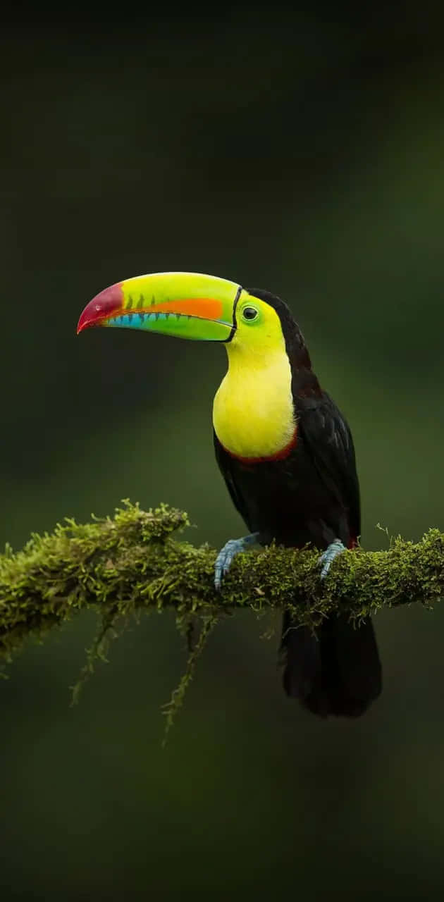 Vibrant_ Toucan_on_ Branch.jpg Background