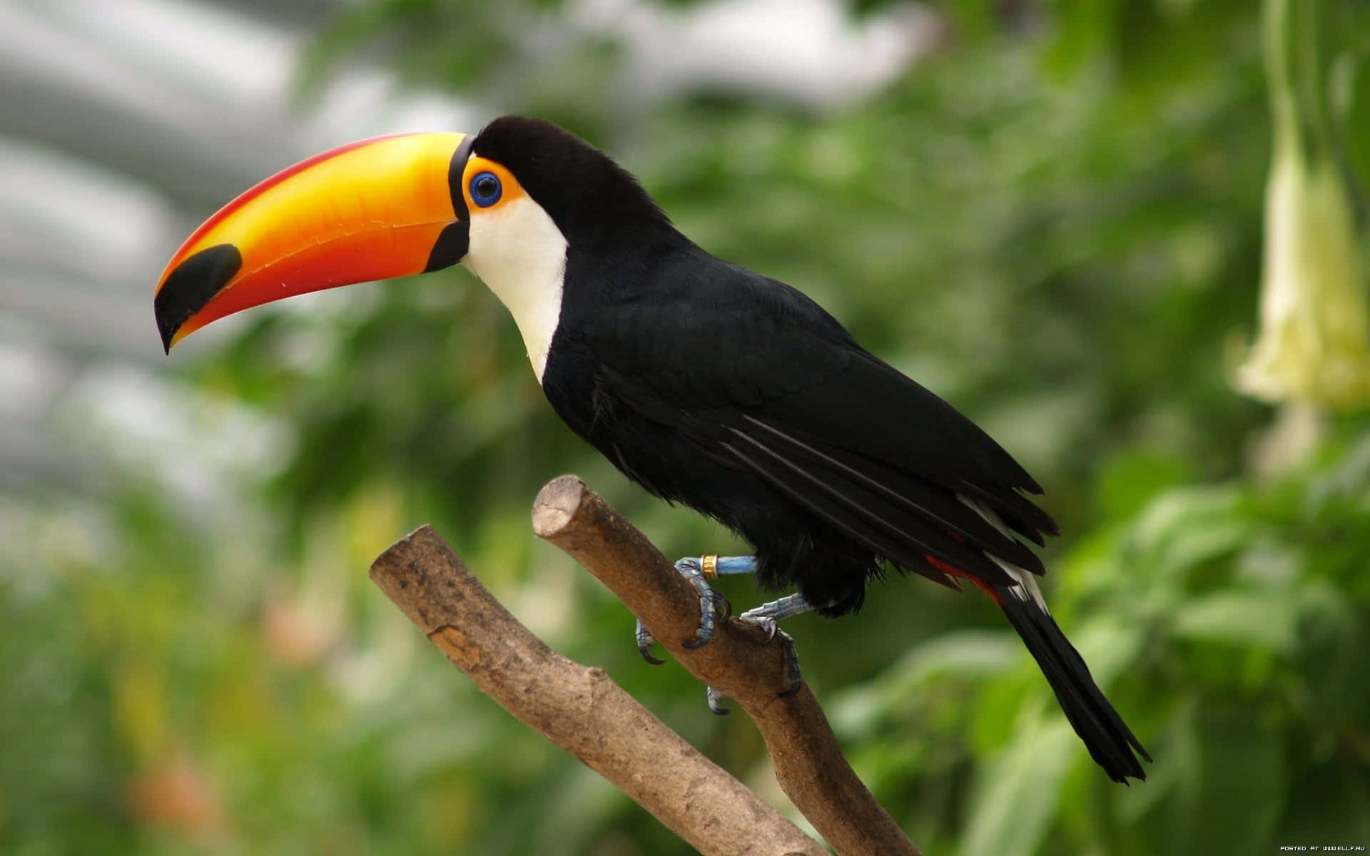 Vibrant Toucan Perchedon Branch Background