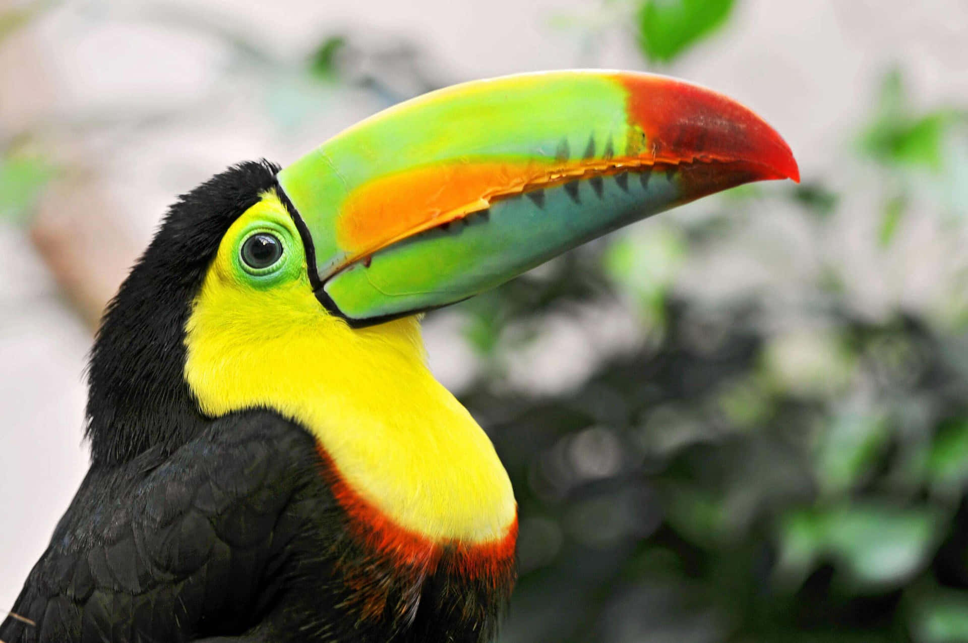 Vibrant Toucan Portrait Background