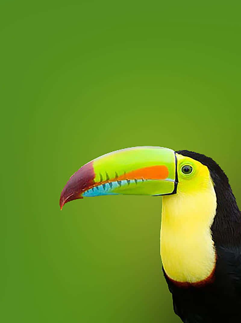 Vibrant Toucan Portrait Green Background.jpg Background