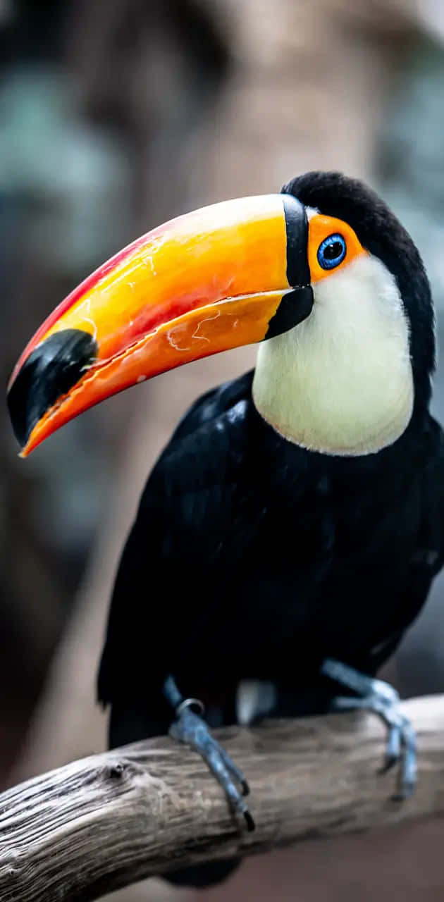 Vibrant Toucan Portrait Background