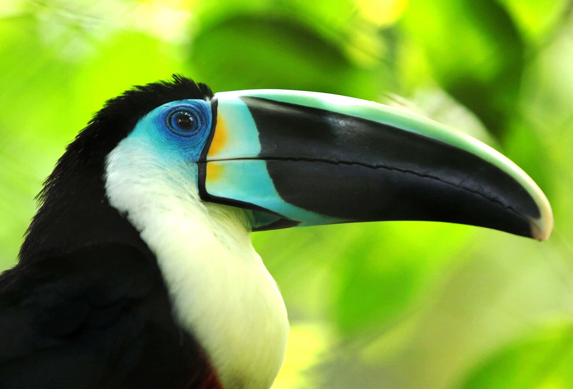 Vibrant Toucan Portrait Background