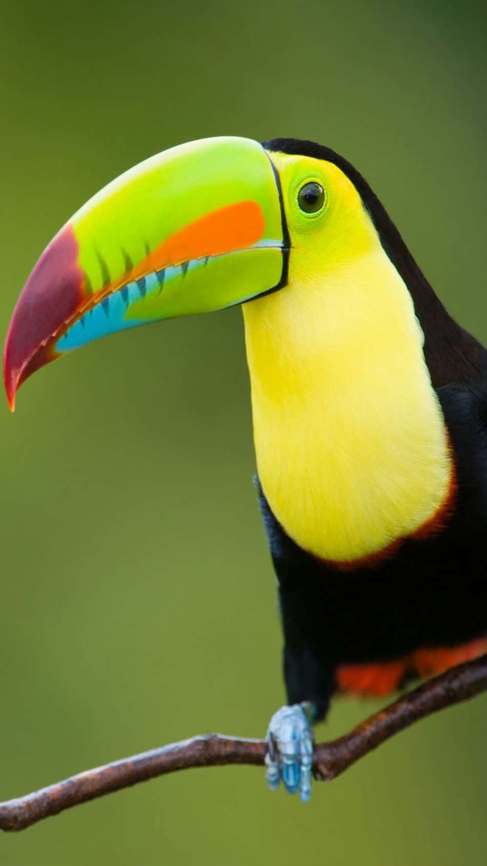 Vibrant Toucan Portrait Background