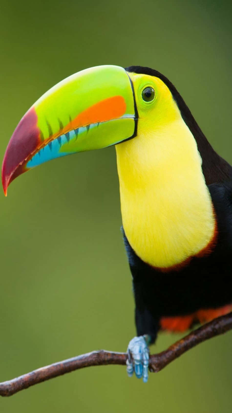 Vibrant Toucan Portrait