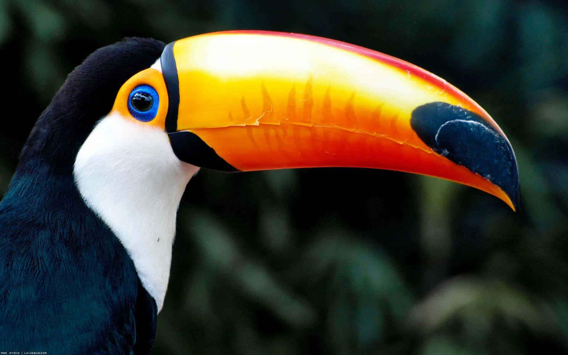 Vibrant Toucan Profile Background