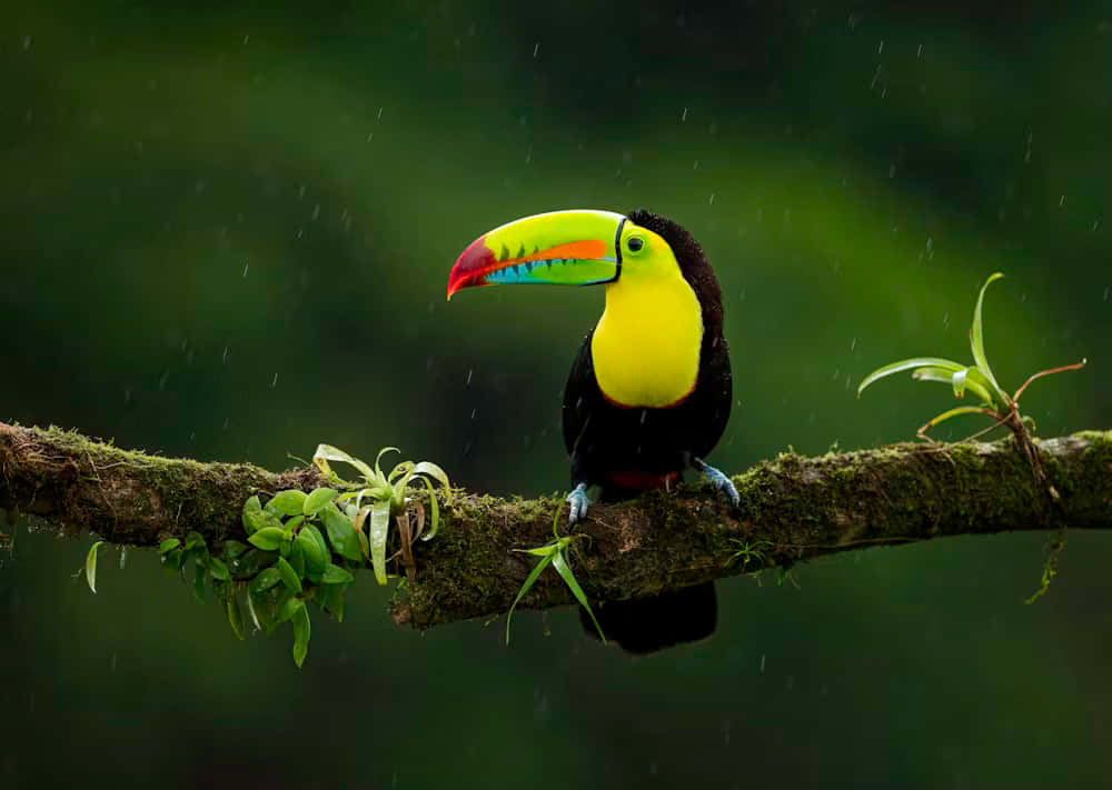 Vibrant Toucan Rainy Habitat.jpg Background