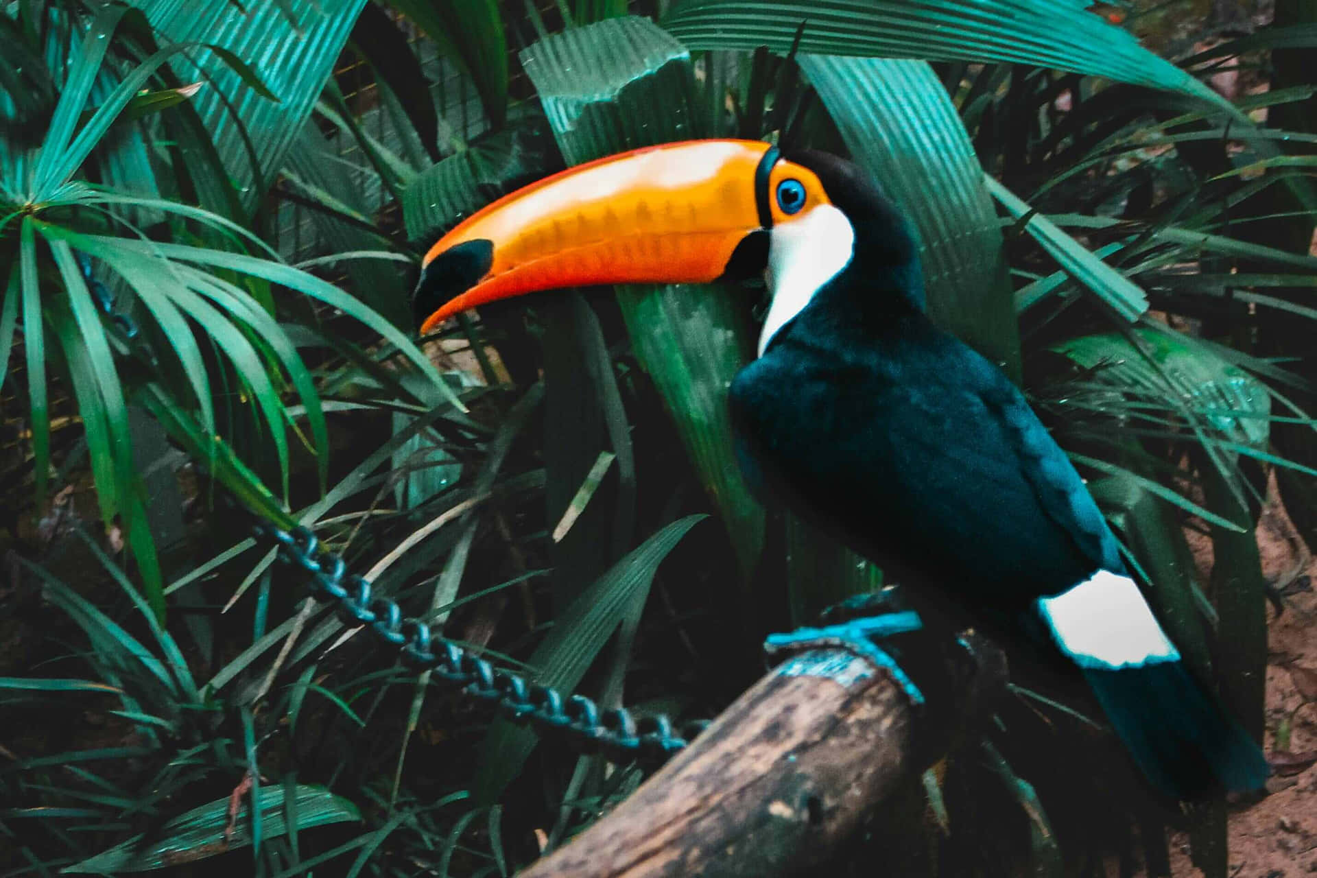 Vibrant Toucanin Rainforest.jpg Background