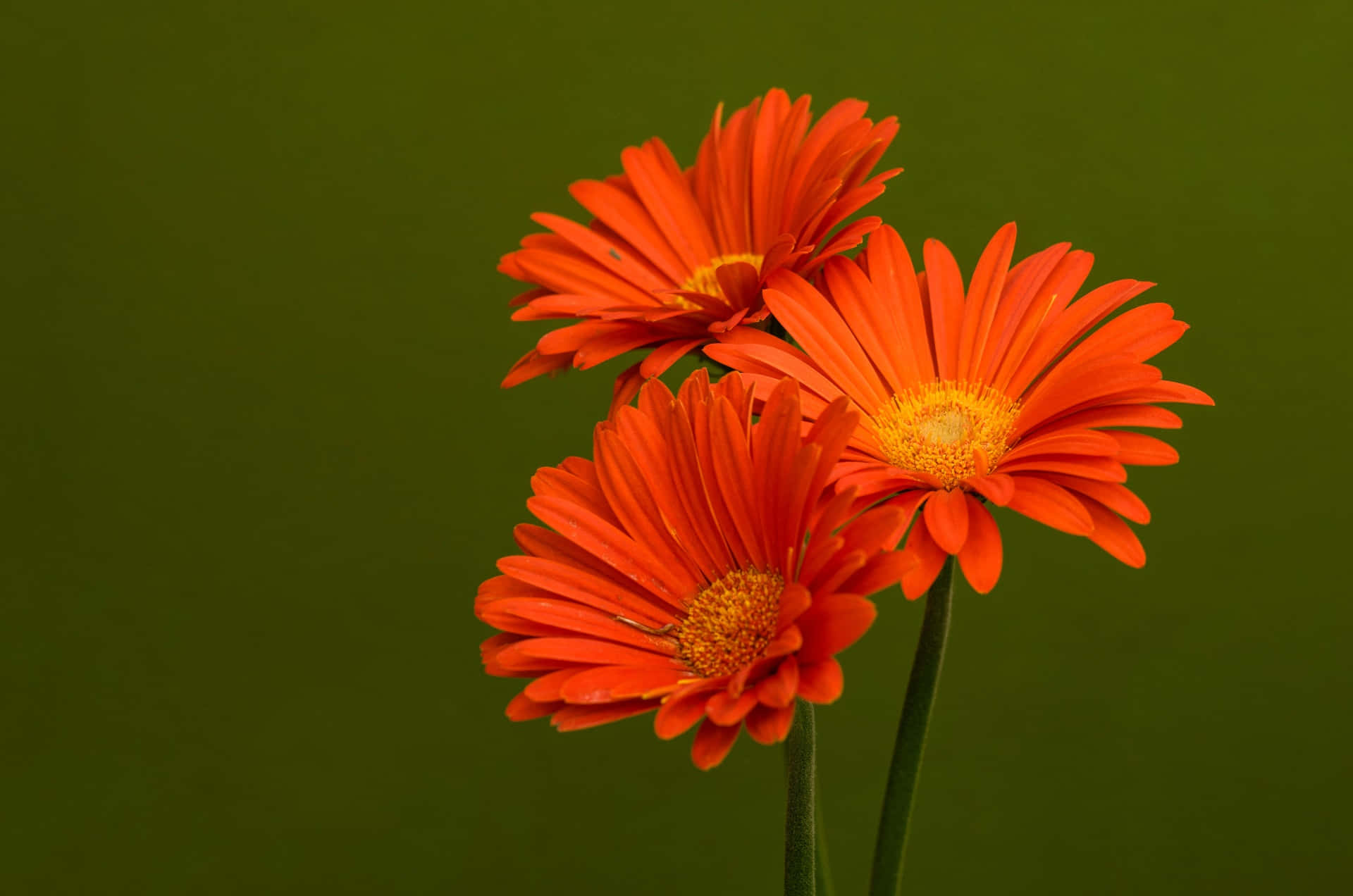 Vibrant Trio Of Orange Blossoms Background