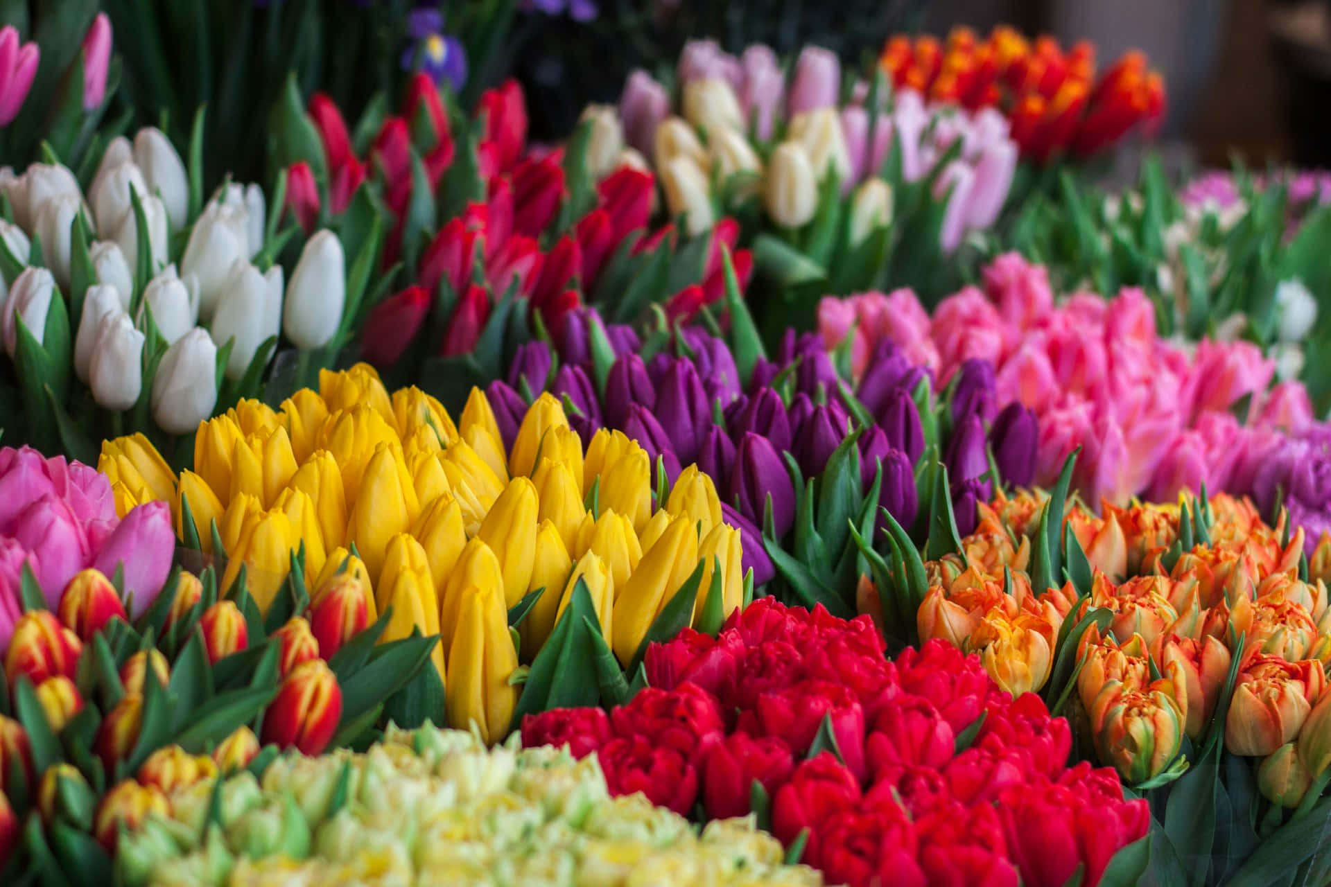 Vibrant Tulip Bouquets Display Background