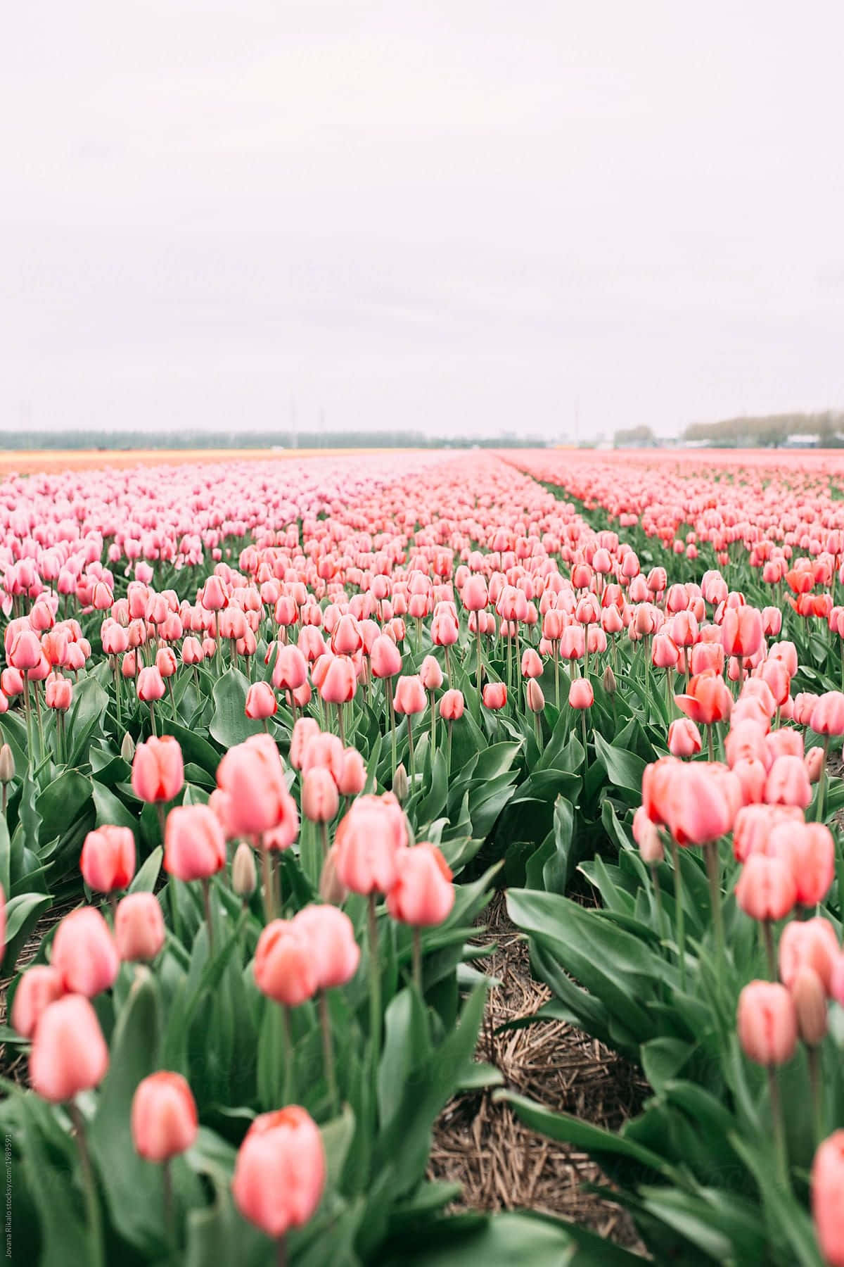 Vibrant_ Tulip_ Fields_ Springtime.jpg Background