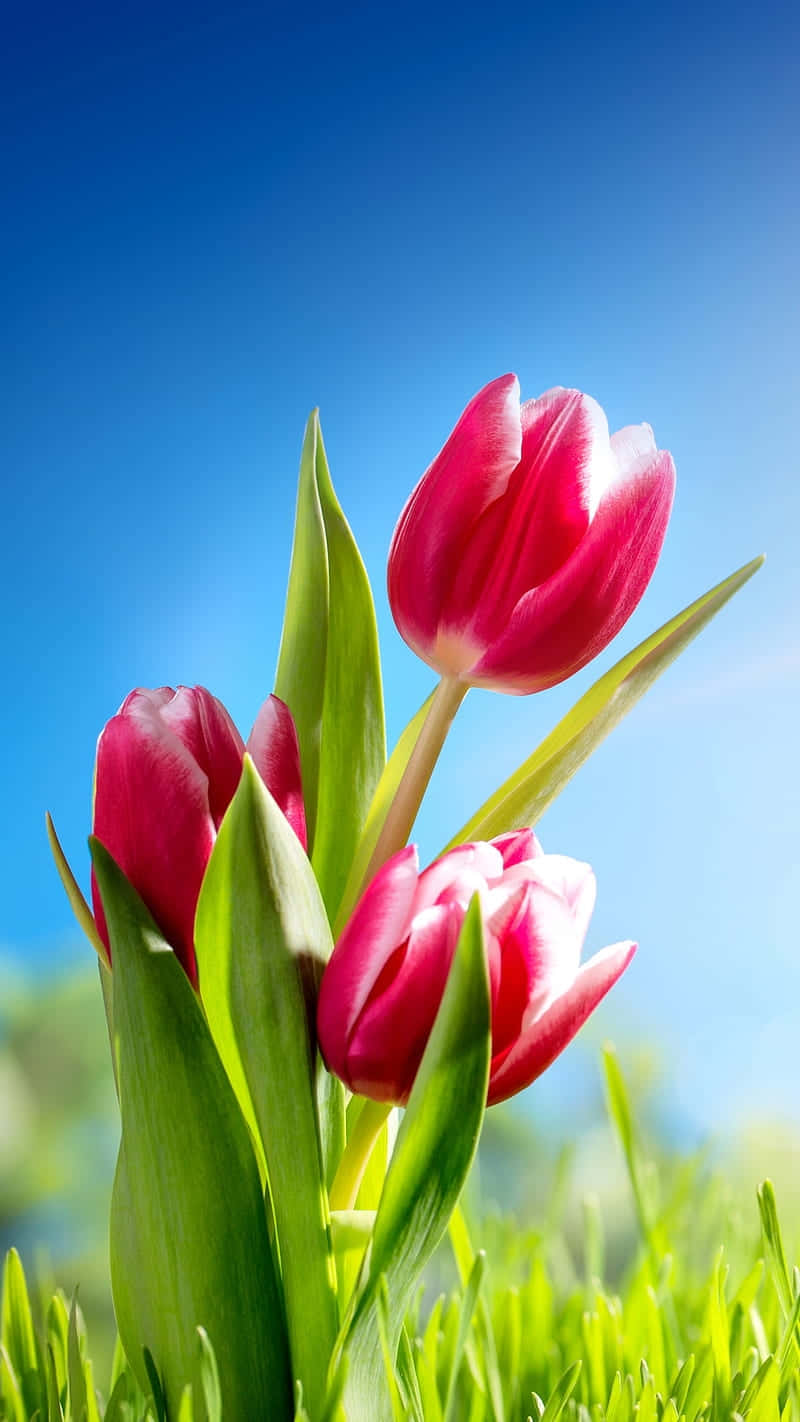 Vibrant_ Tulips_ Against_ Blue_ Sky.jpg Background