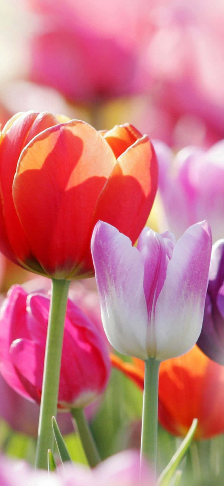 Vibrant Tulipsi Phone Wallpaper Background