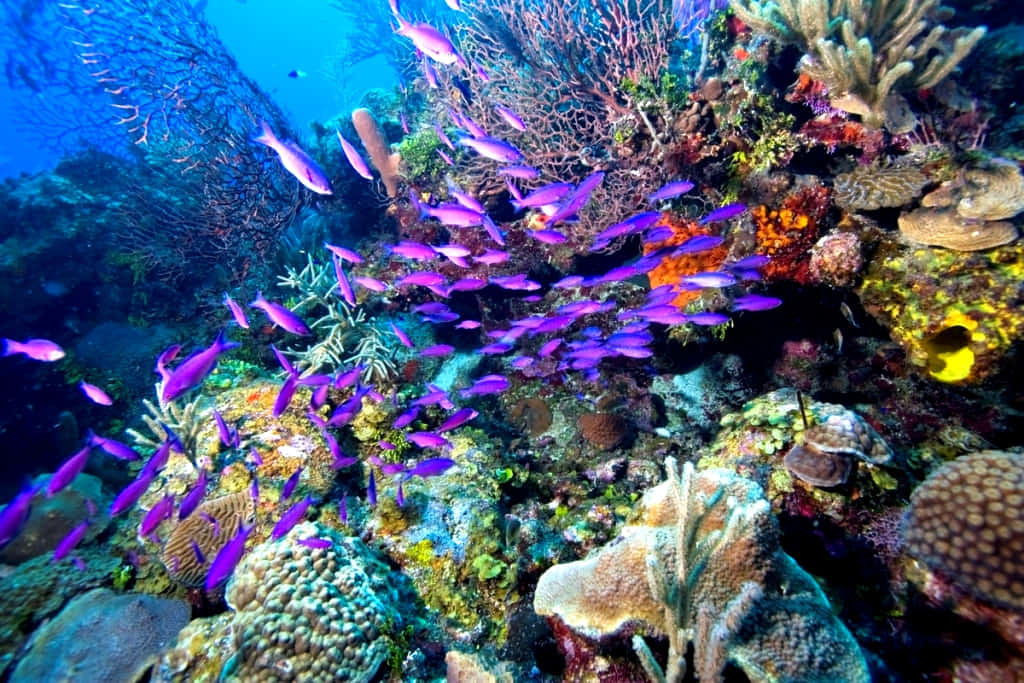 Vibrant_ Underwater_ Life_ Great_ Barrier_ Reef