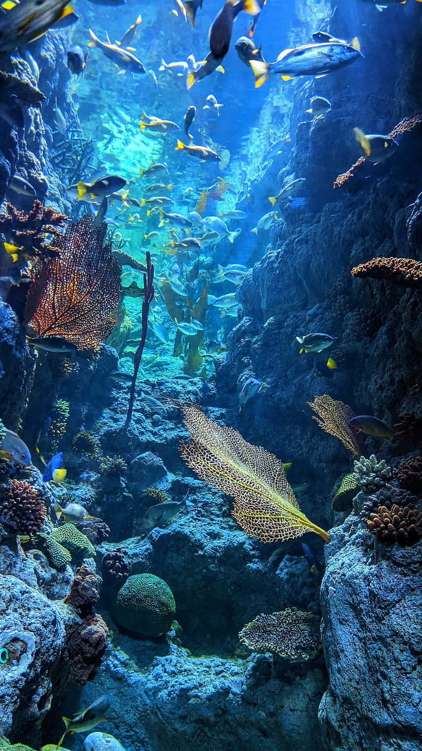 Vibrant_ Underwater_ Scene_ Great_ Barrier_ Reef
