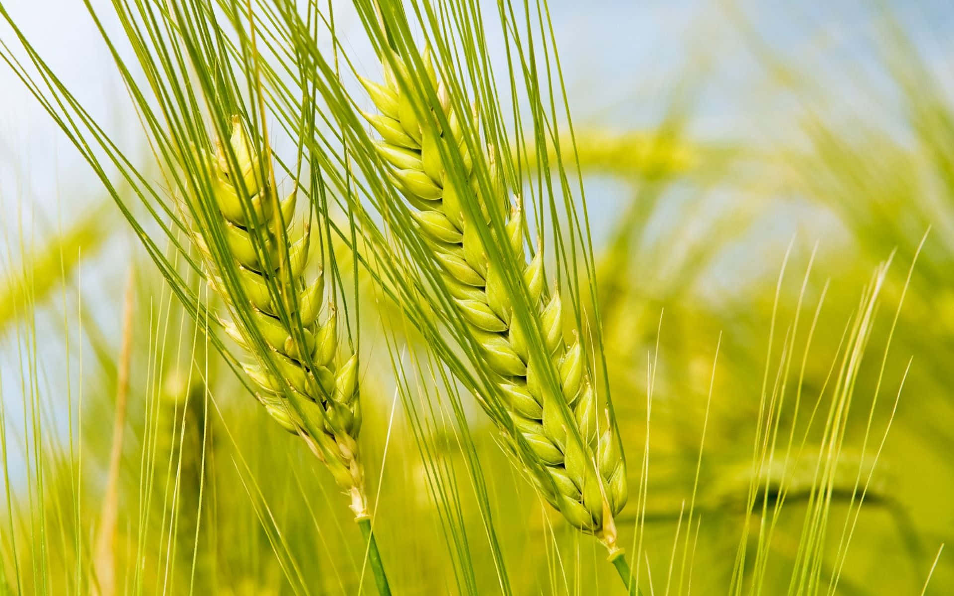Vibrant Wheat Ears Closeup Background
