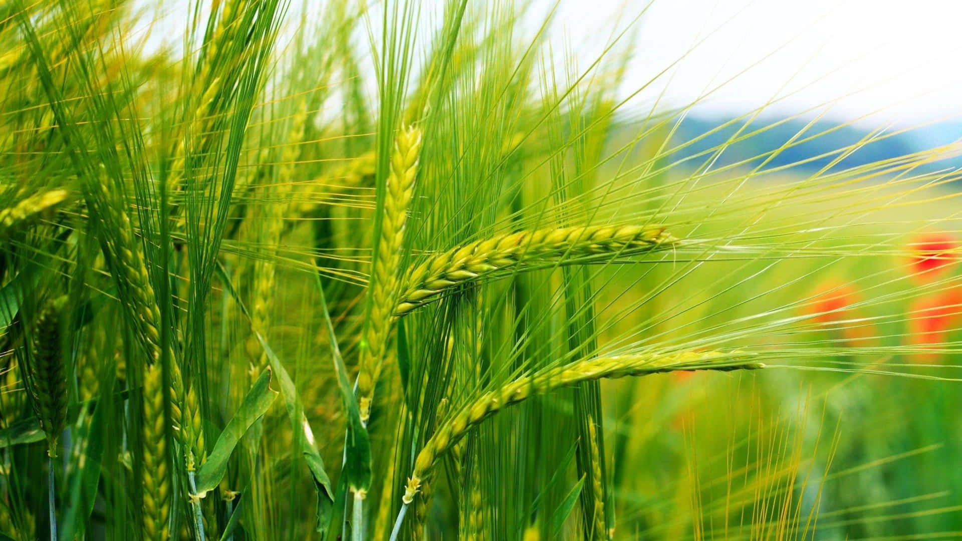 Wheat Backgrounds