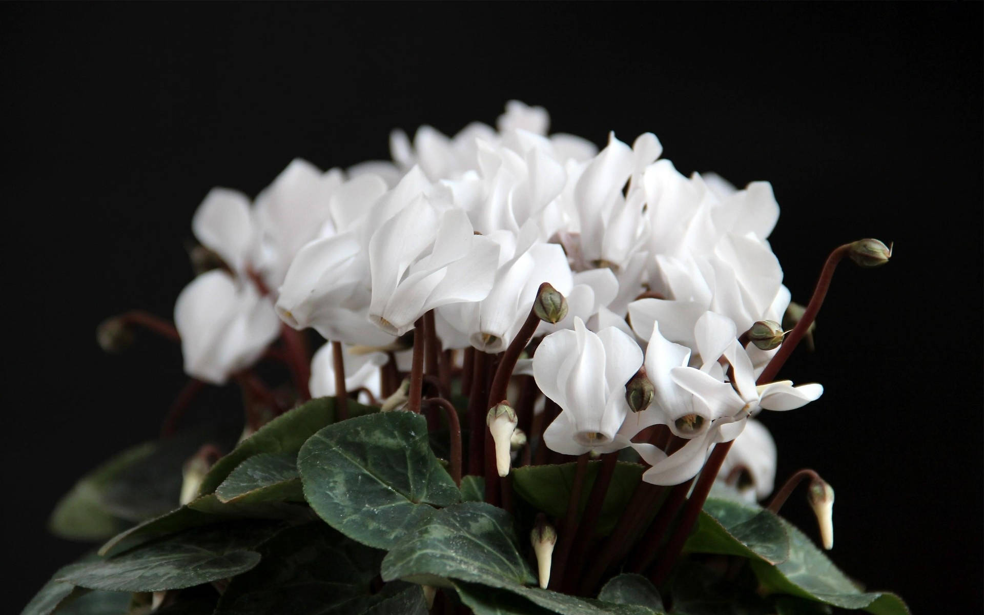Vibrant White Cyclamen Blossoms In Full Bloom