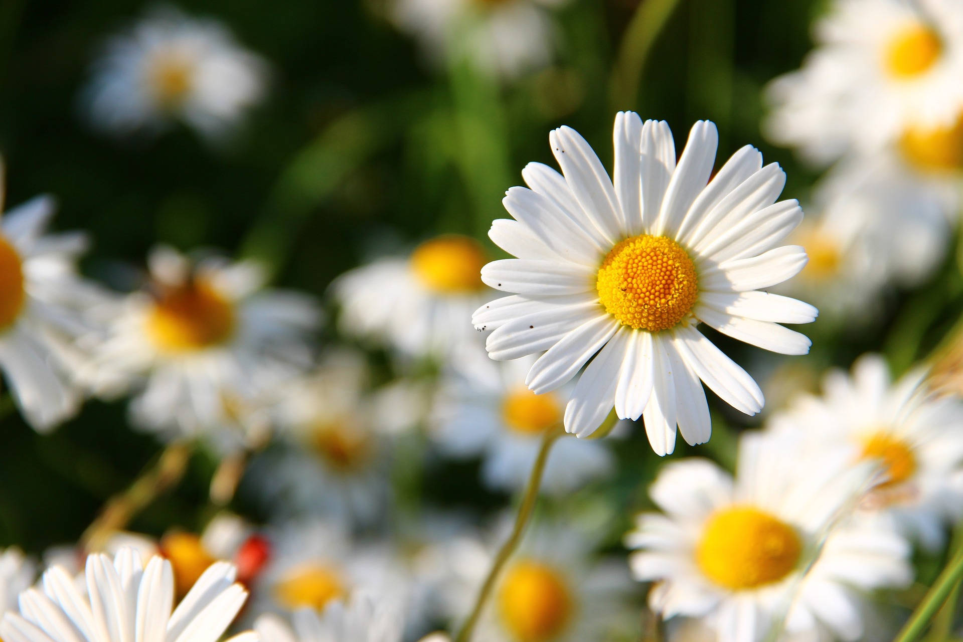 Vibrant White Flowers Daisy