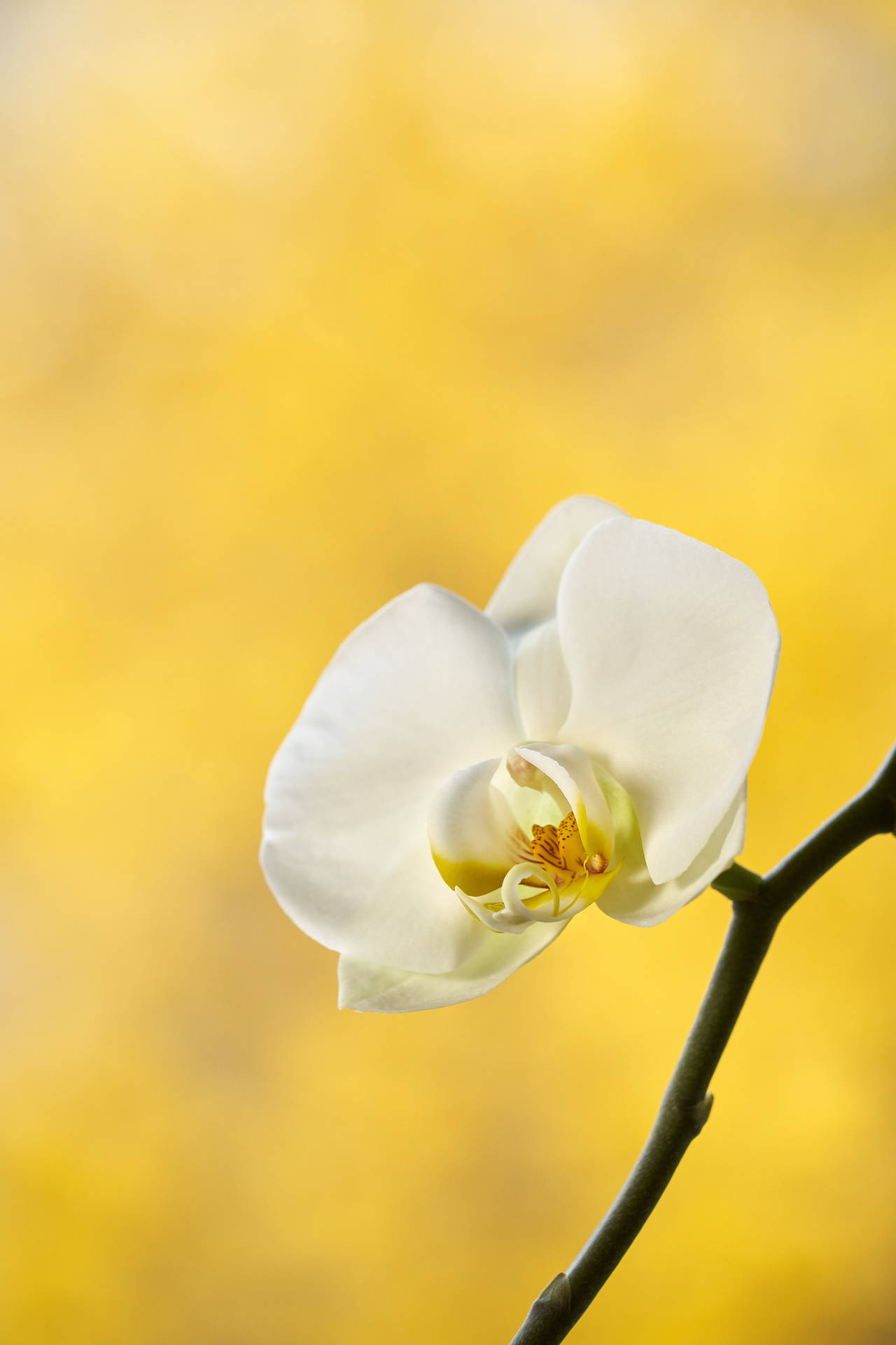 Vibrant White Orchid On A Bright Yellow Background Background