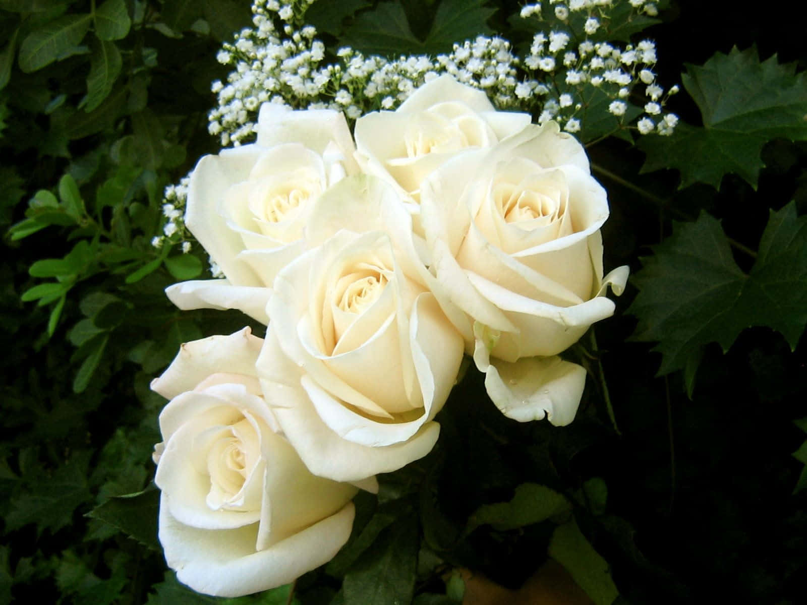 Vibrant White Rose Blooming In Sunshine