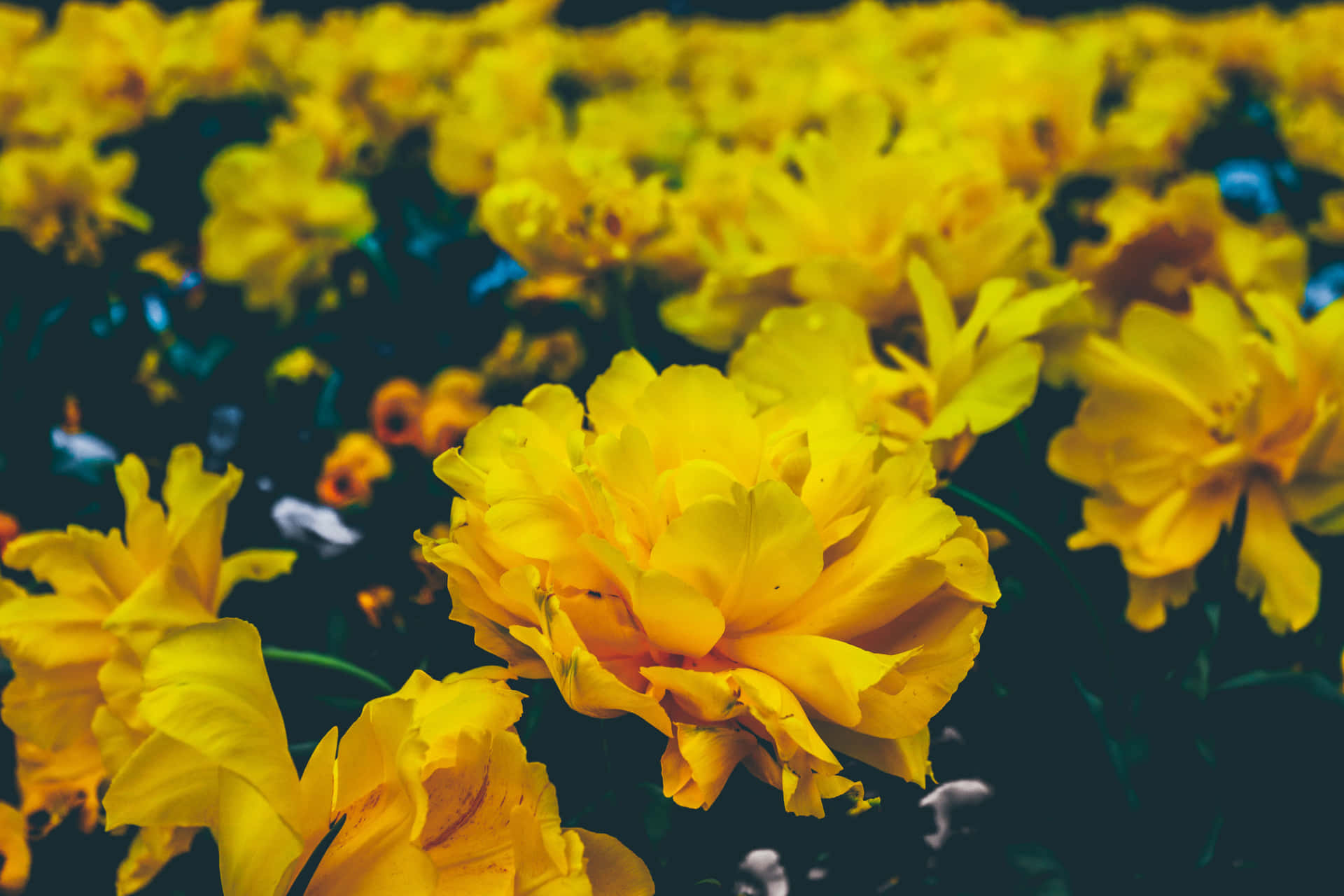Vibrant Yellow Aesthetic Flower Illuminating The Desktop