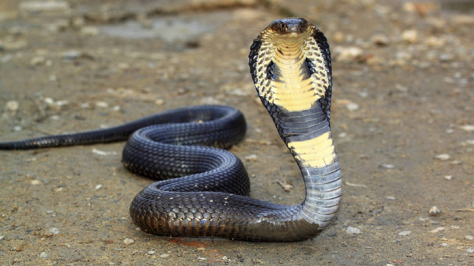 Vibrant Yellow And Black Cobra Poised On Rough Terrain Background