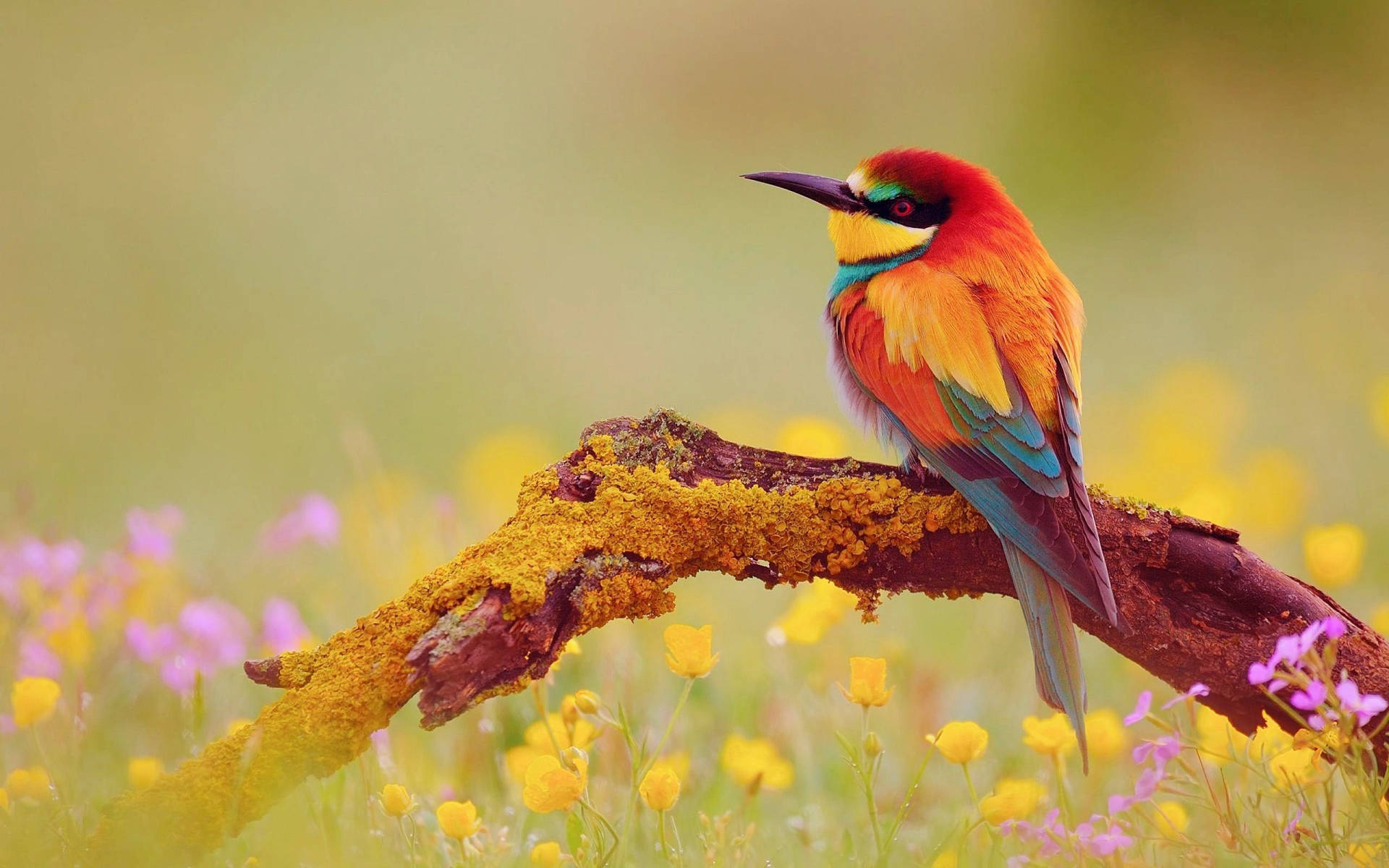 Vibrant Yellow Bird Embracing Nature Background