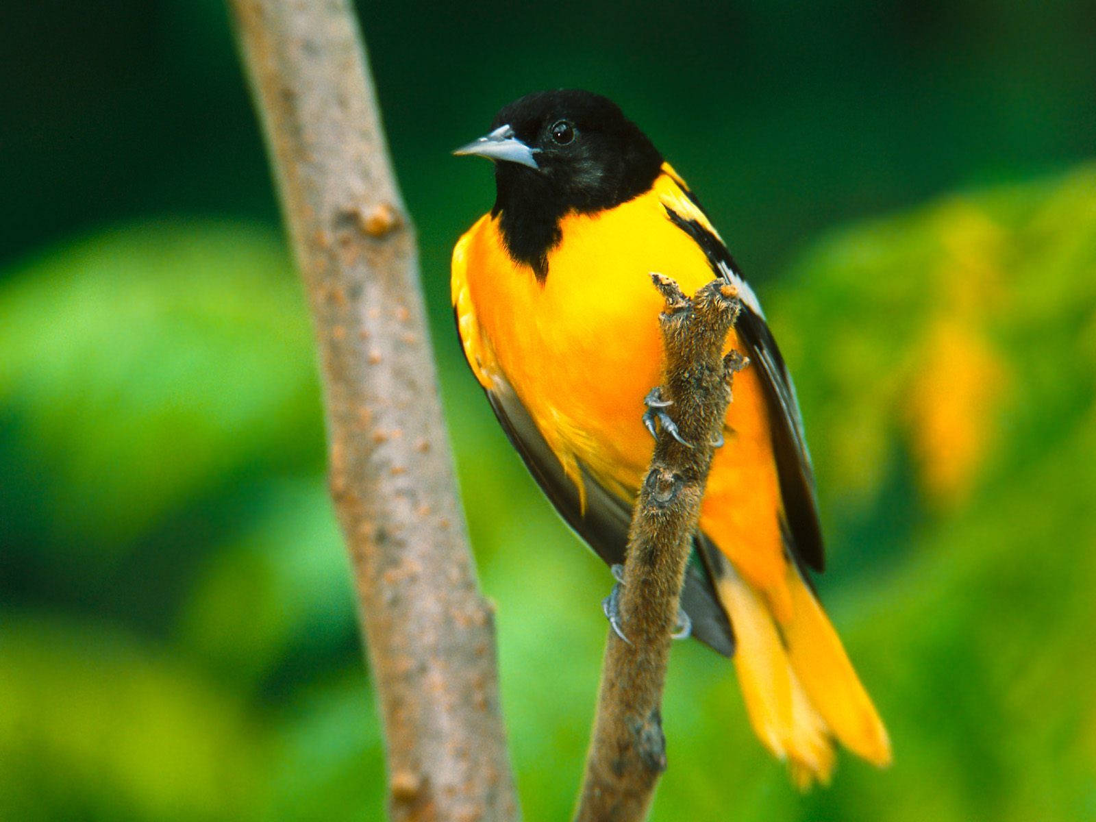 Vibrant Yellow Bird Perched In Nature
