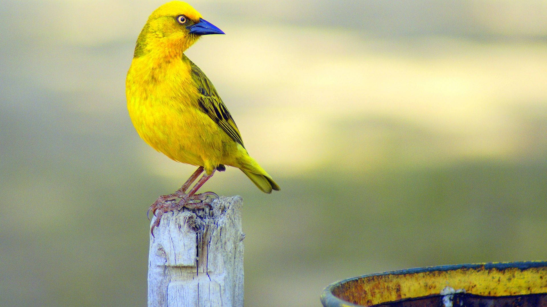 Vibrant Yellow Bird With Blue Beak Background