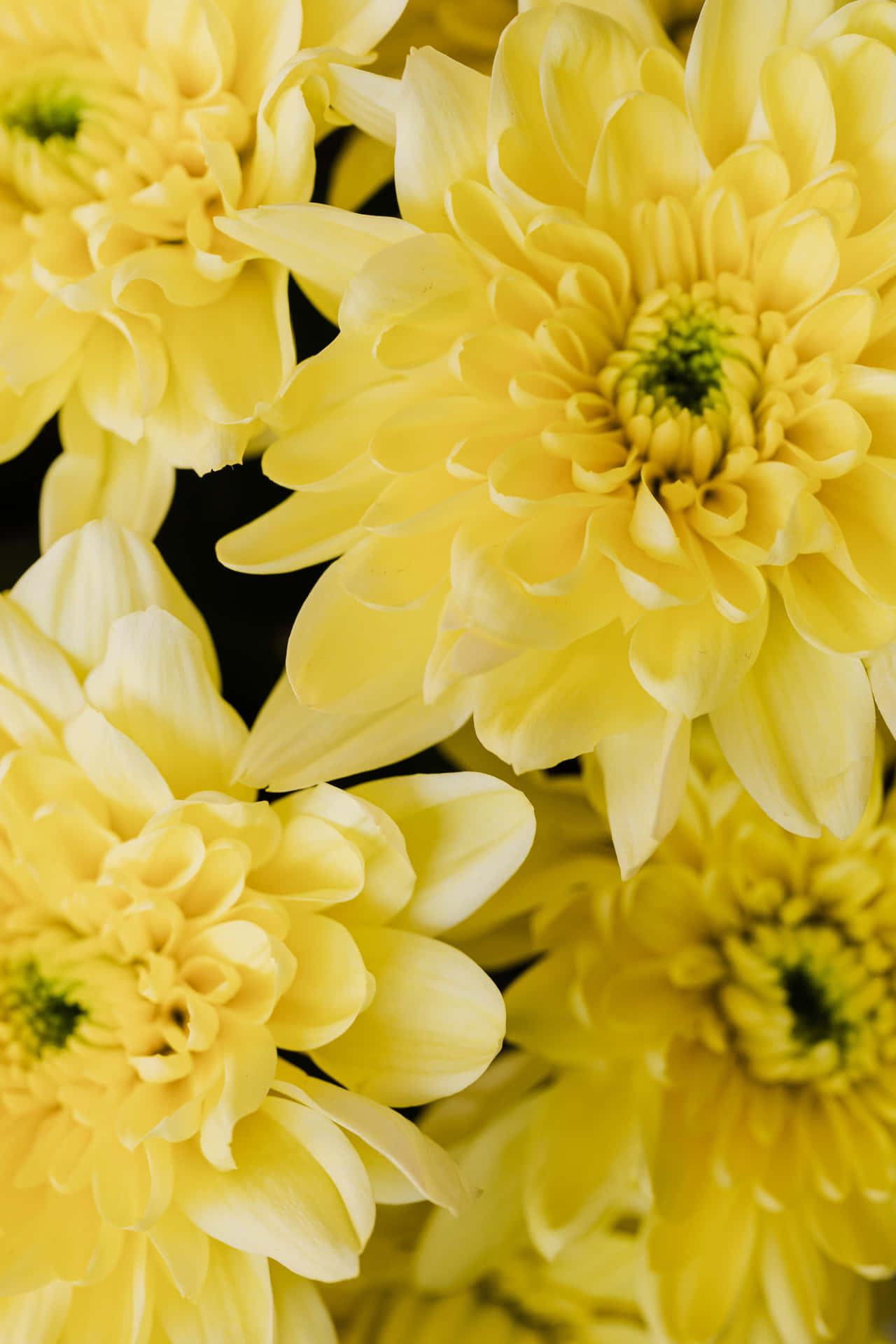 Vibrant Yellow Blooms Bring Life And Joy To The Garden. Background