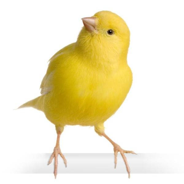 Vibrant Yellow Canary Bird In A White Studio