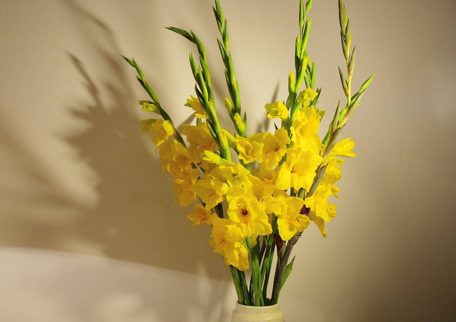 Vibrant Yellow Gladiolus Flowers In A Vase Background